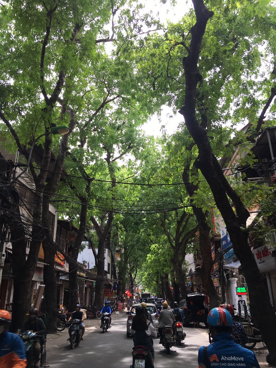 나무가 우거진 하노이의 거리, 오토바이들이 지나가는 모습