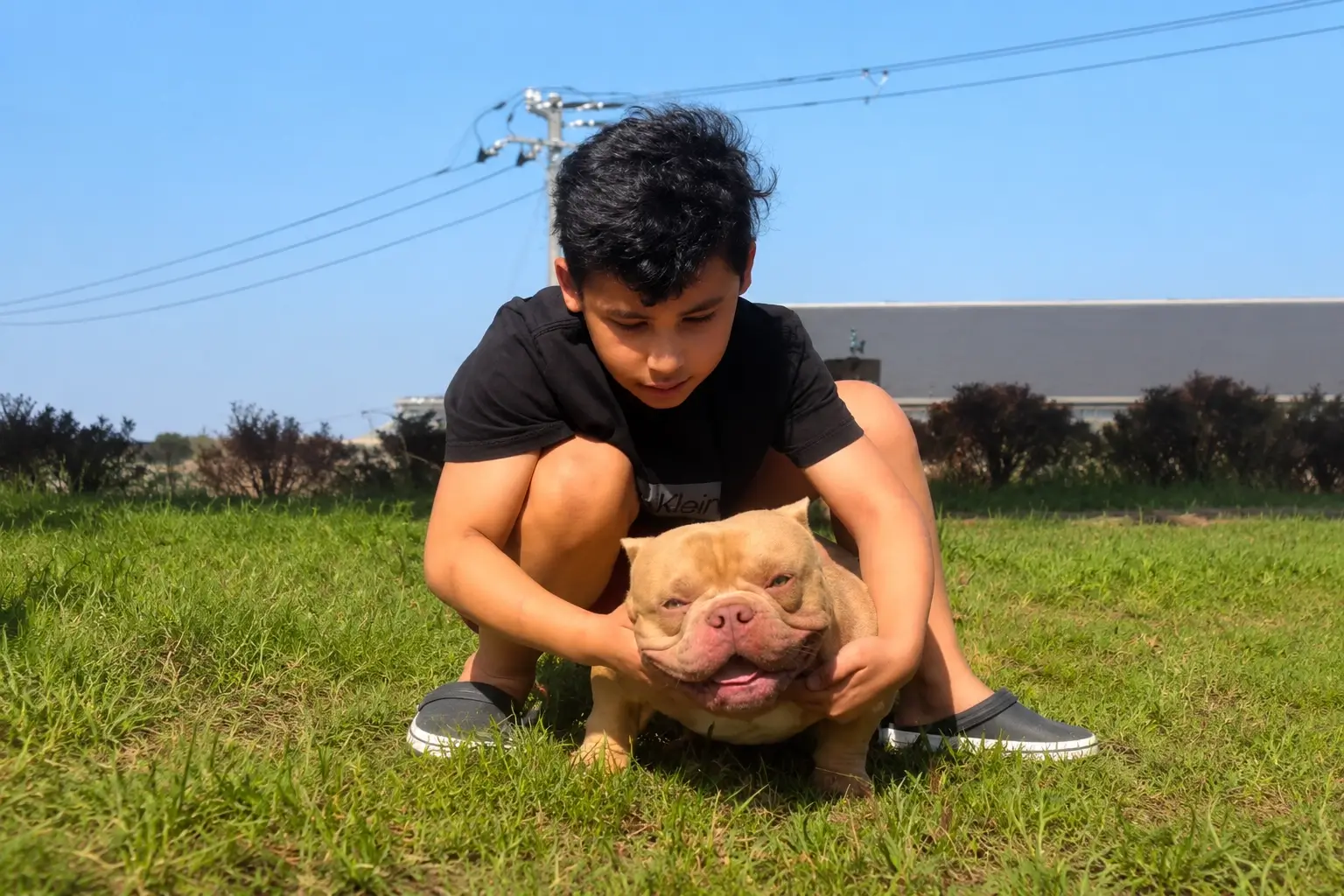 Exotics & Bullies Kennel Japanのチームが屋外で紹介する、淡いライラックカラーのエキゾチックブリーの子犬。