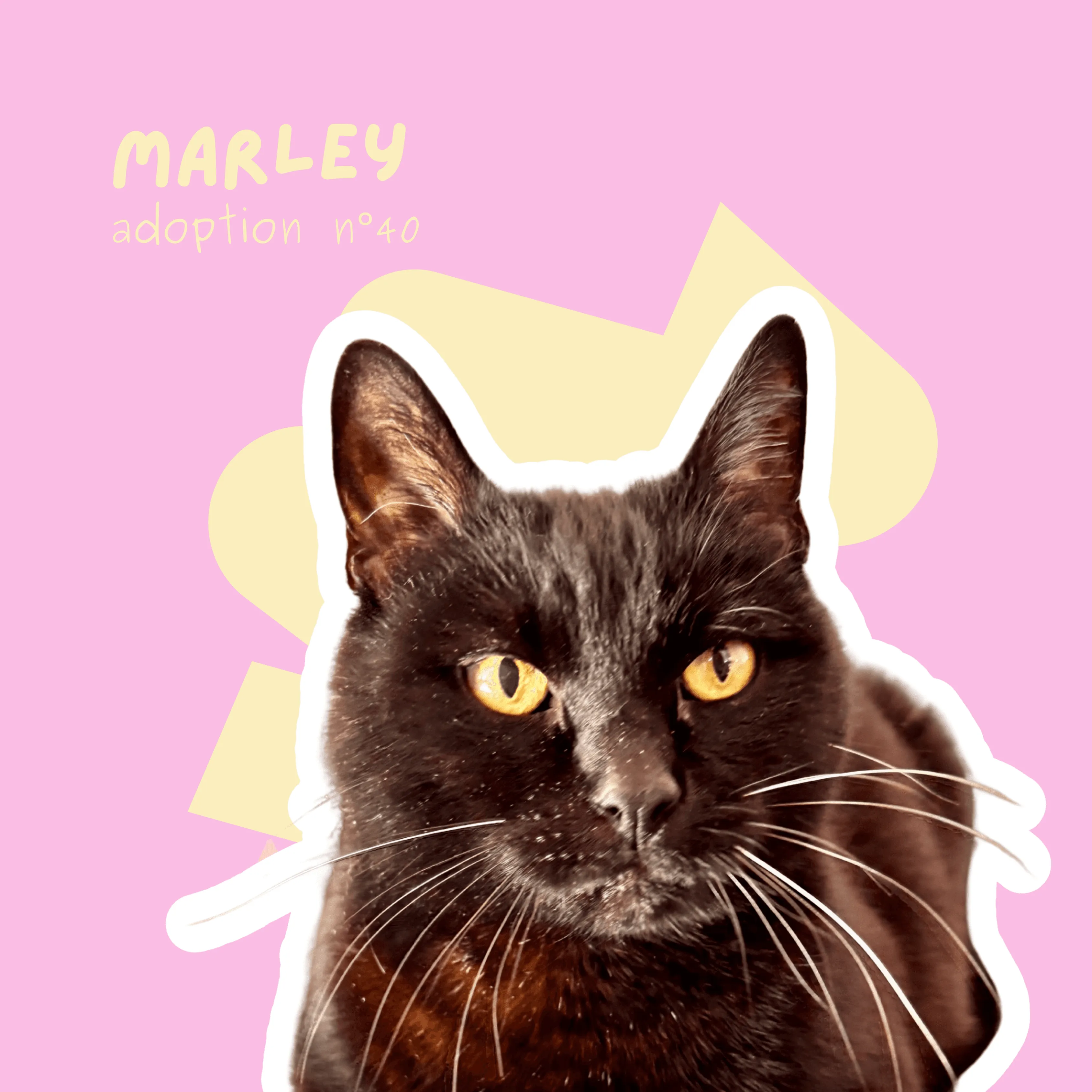 chat-marley