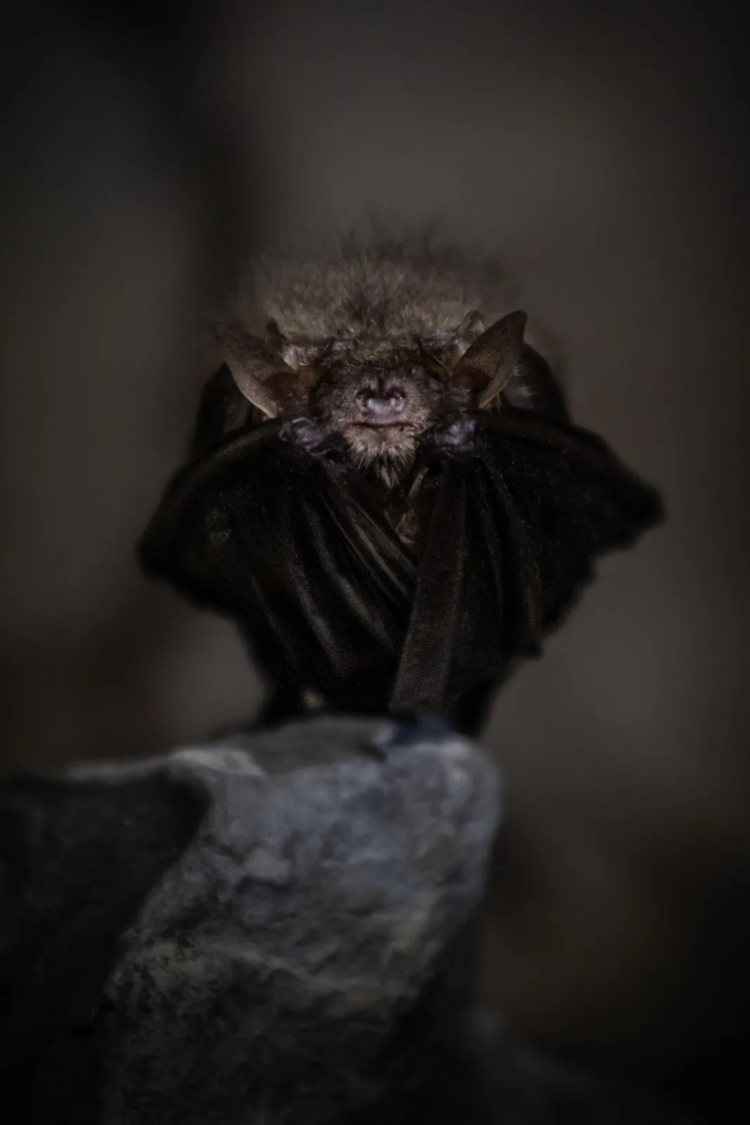 Bat