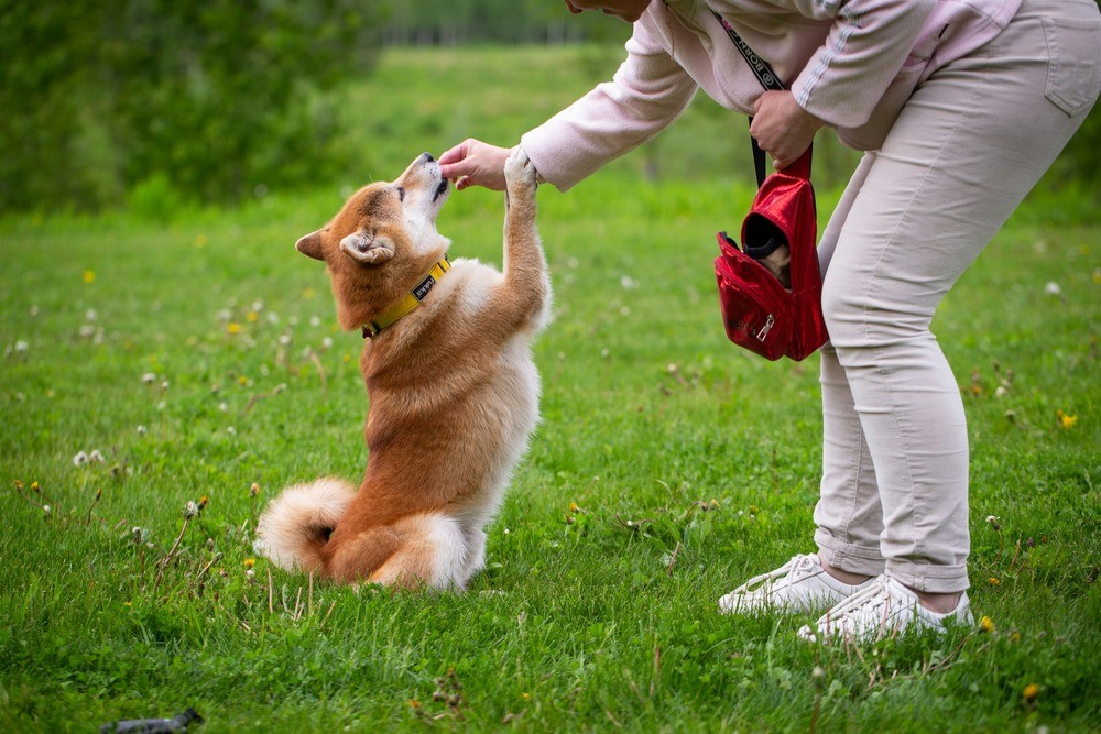 Dog trainer