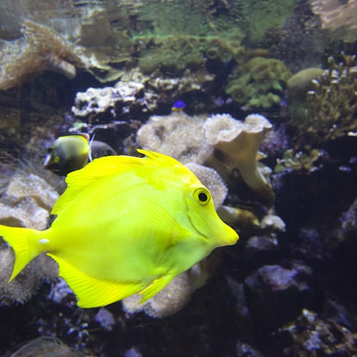 Ein leuchtend gelber Fisch schwimmt in einem Aquarium in der Nähe von Korallen und Wasserpflanzen. Im Hintergrund sind weitere Fische und Unterwasserelemente sichtbar.