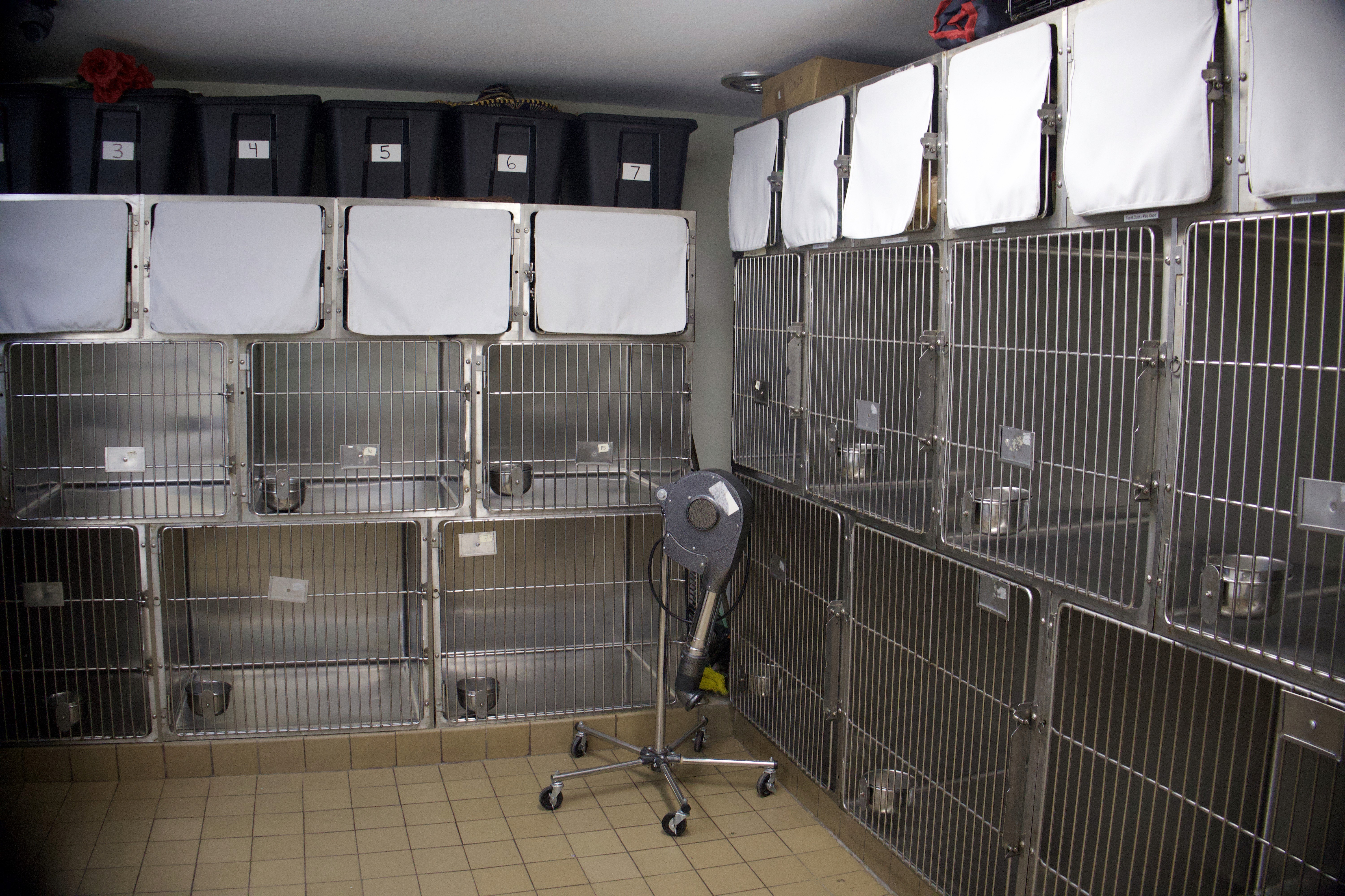 boarding room with several kennels for pets.