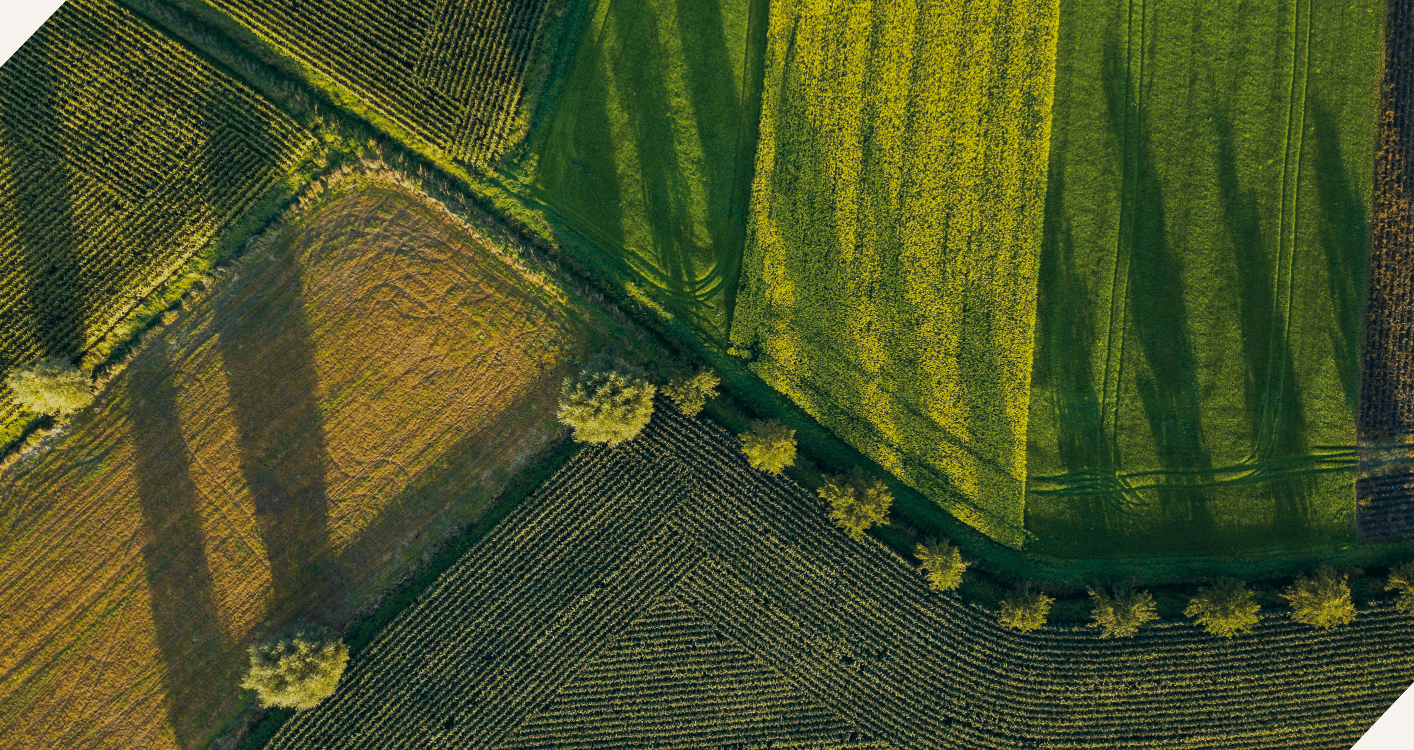 A close-up view of textured surfaces in earthy tones, featuring green and gold elements. 