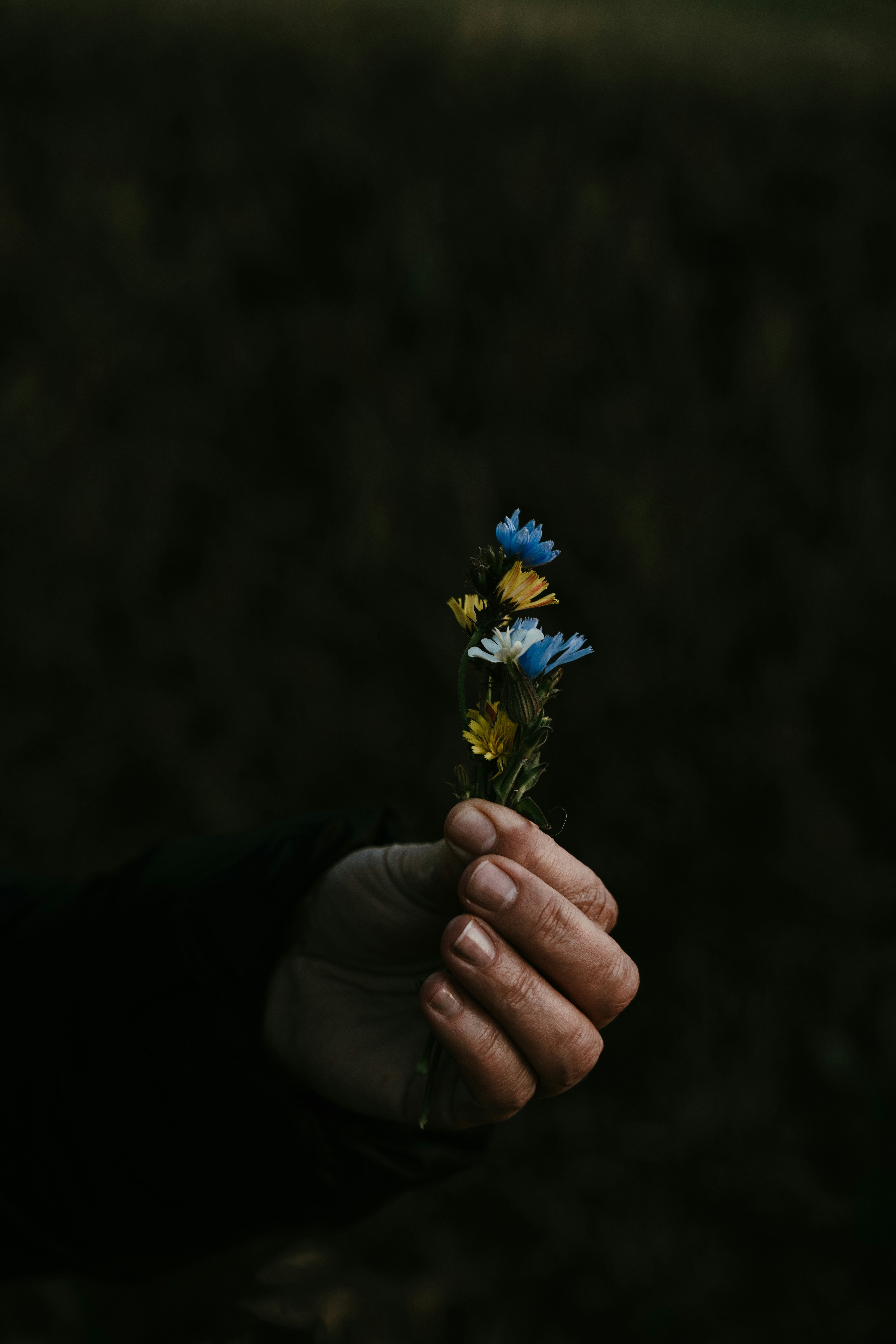 hand holding meadow flowers on a dark green background