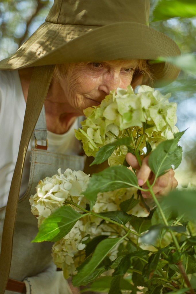 An elderly woman wearing a sun hat and apron enjoys the fragrance of white hydrangeas in a garden, symbolizing a serene connection with nature and the joy of gardening.