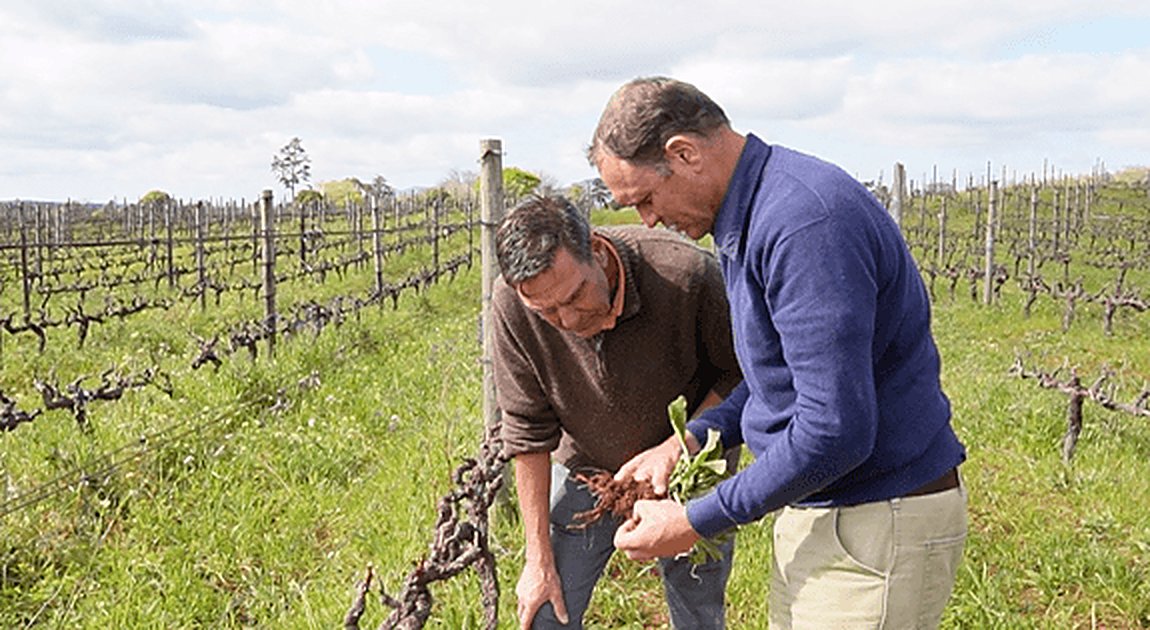 Jan and Wilhelm inspecting the soil in the vineyard