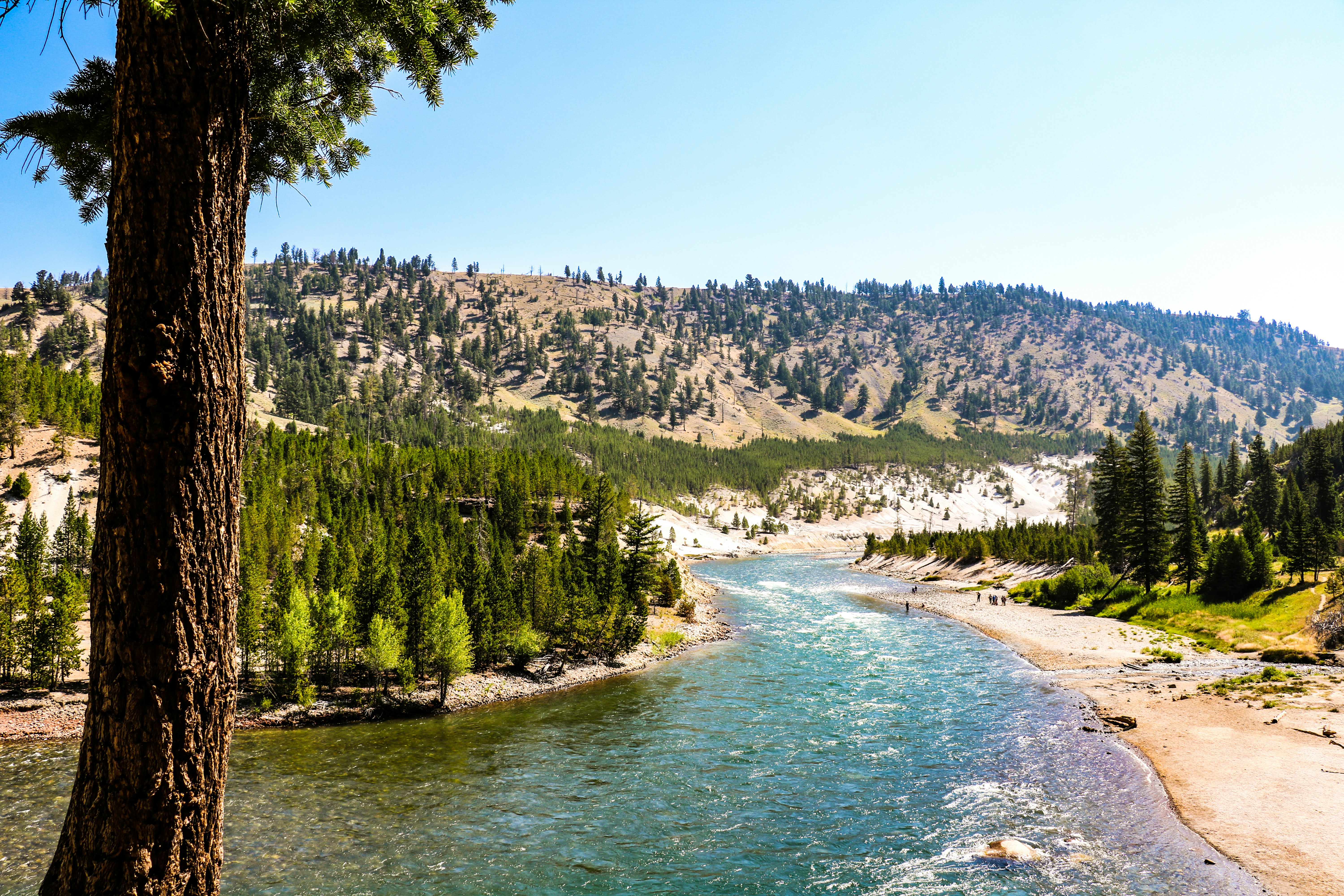 green trees near body of water during daytime