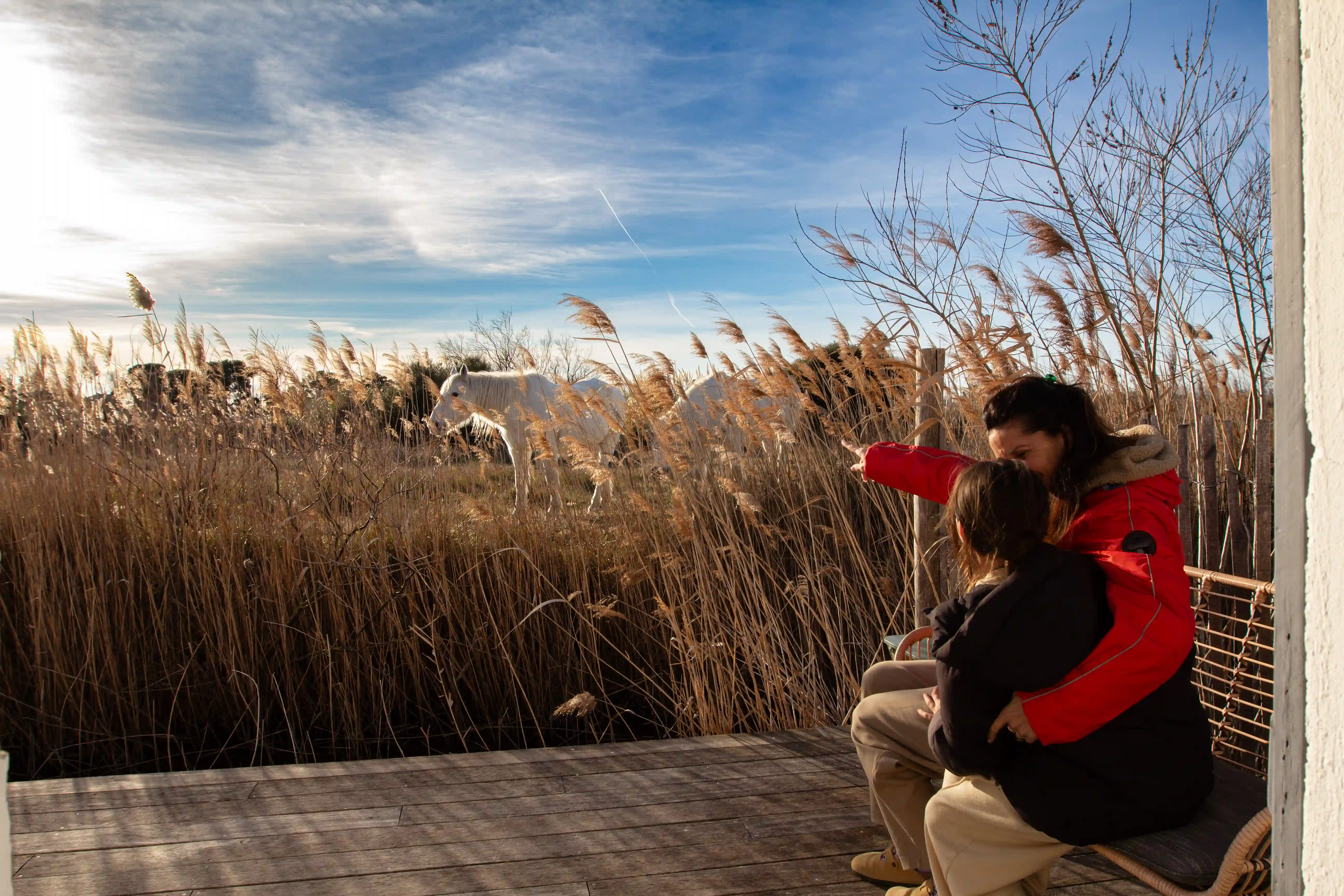 Terrasse plein sud avec chevaux camargue devant 