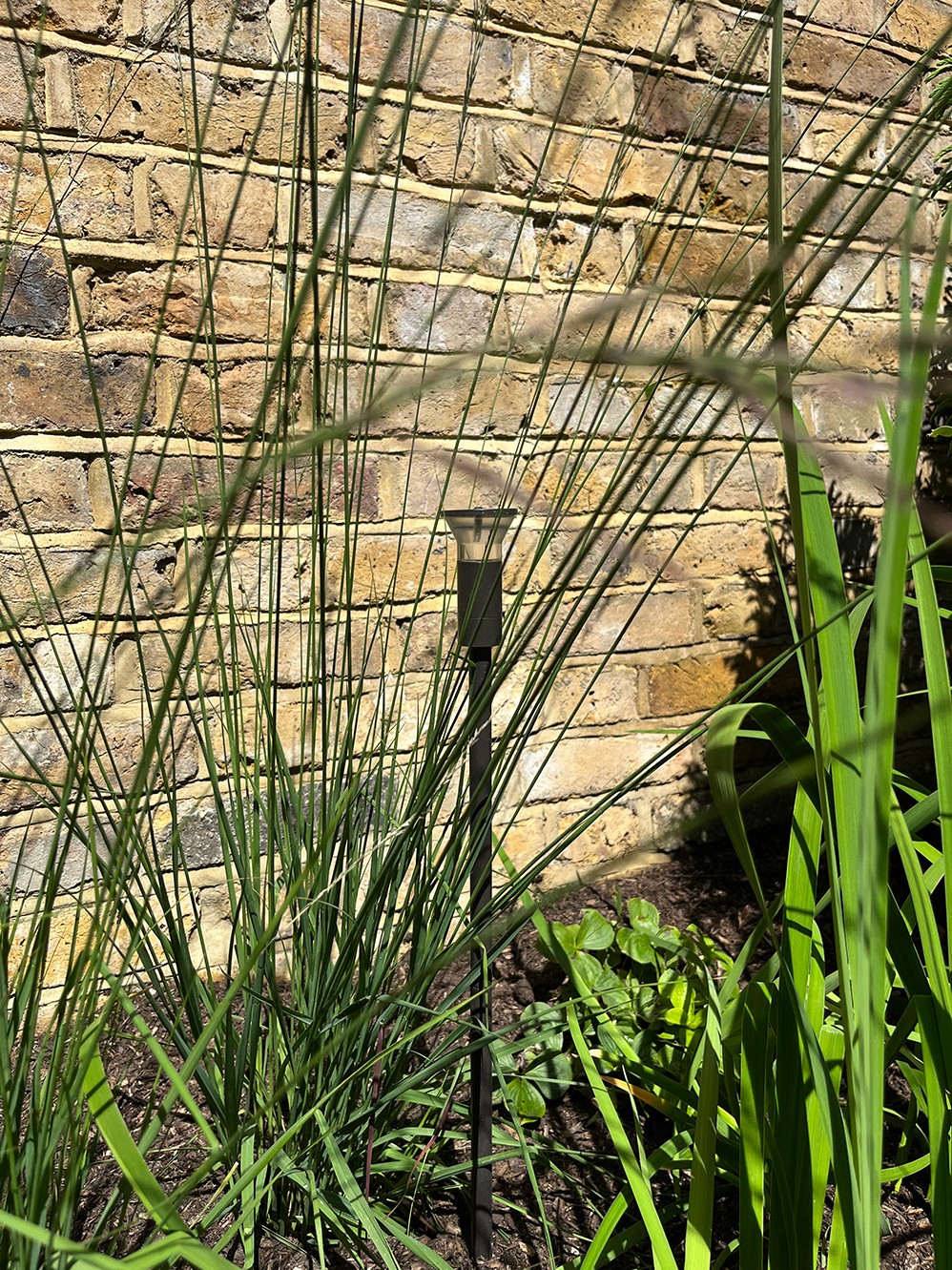 A close-up of green plants in front of a textured stone wall, with tall grass and spiky foliage.