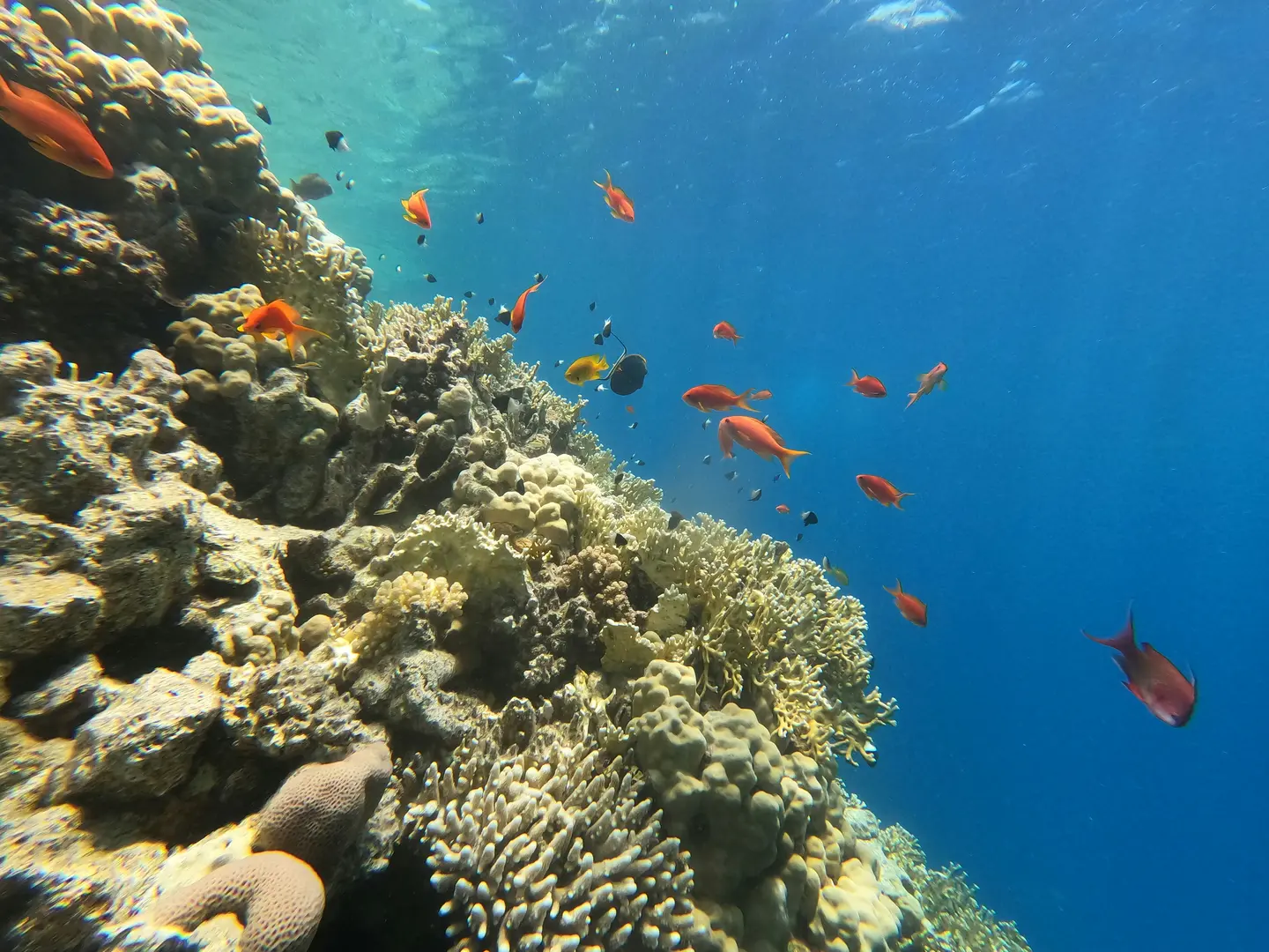 Group of fish next to a reef wall