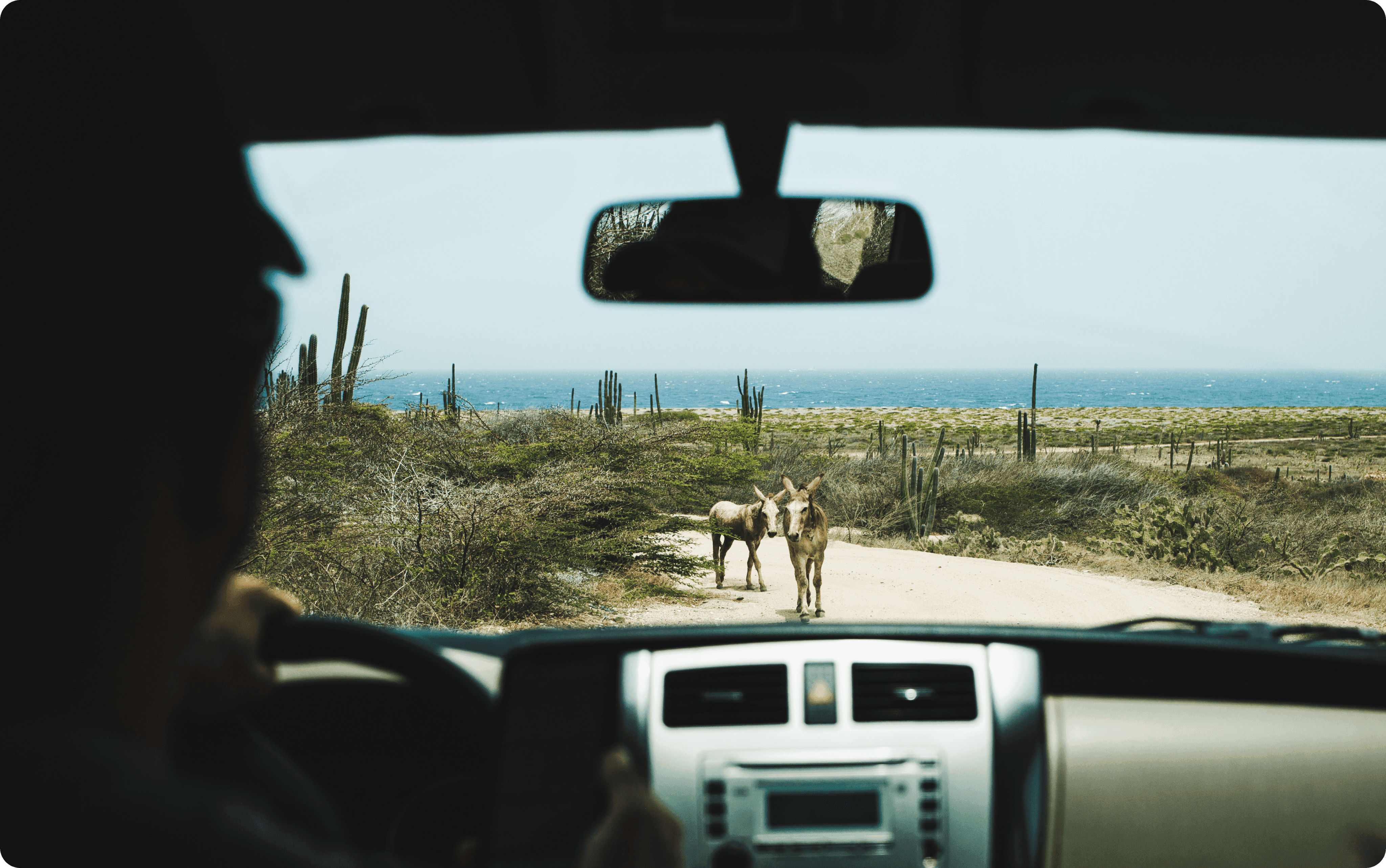 car rental aruba donkey