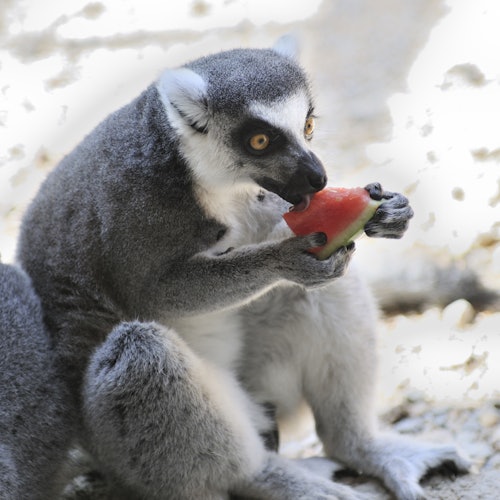 Terra Natura Murcia: Entry Tickets in Murcia