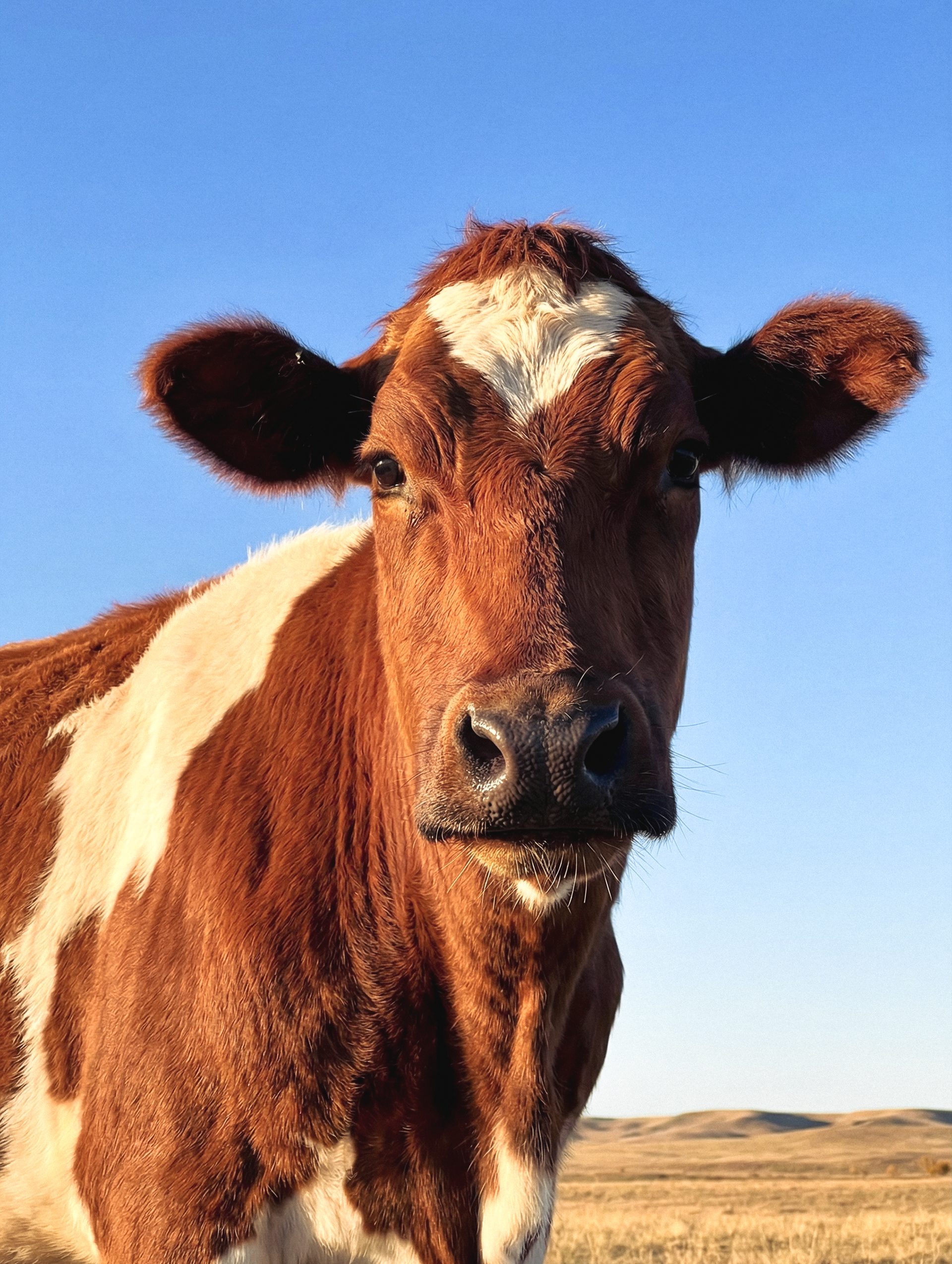 Brown and white cow portrait in open pasture
