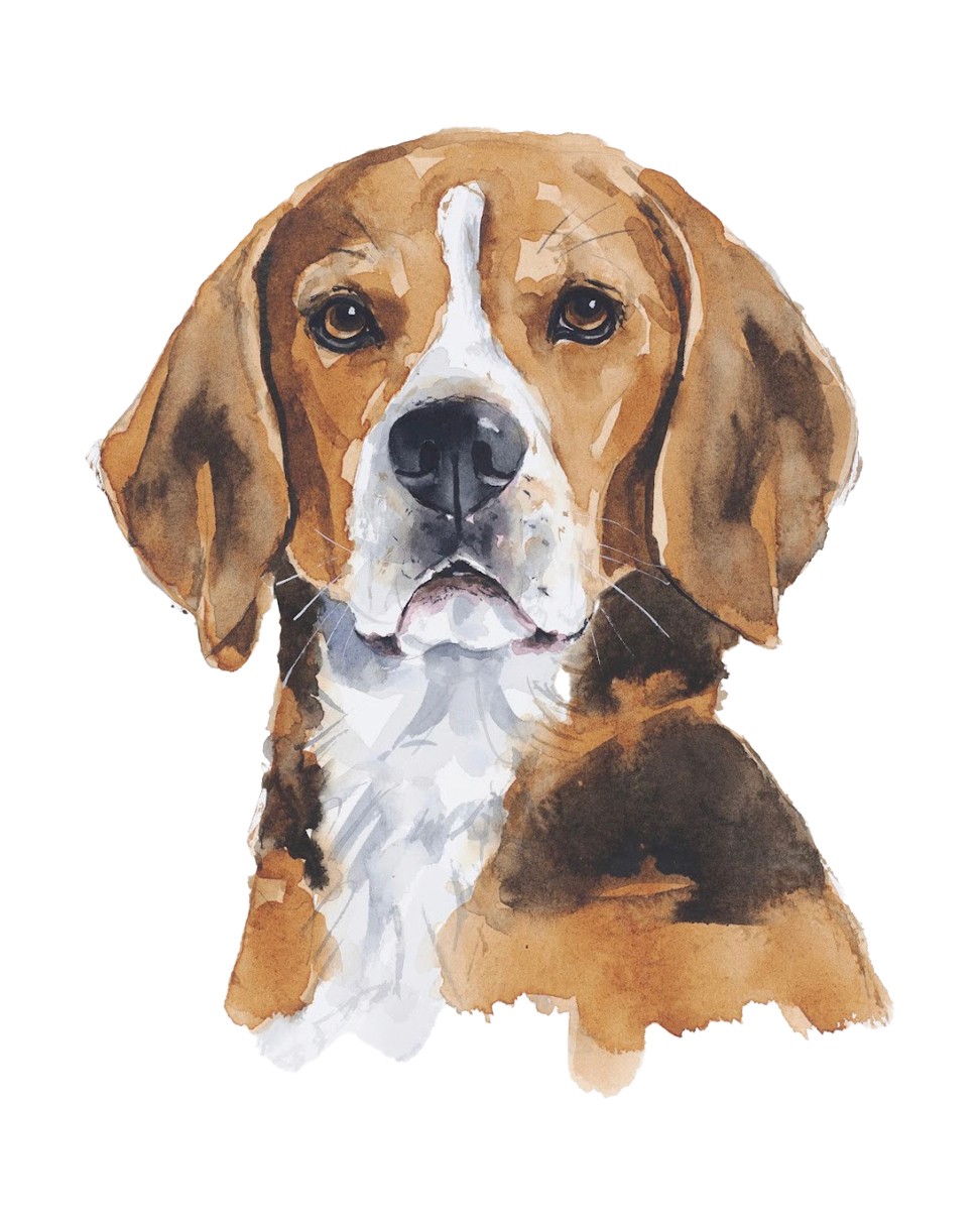 Watercolour painting of Beagle