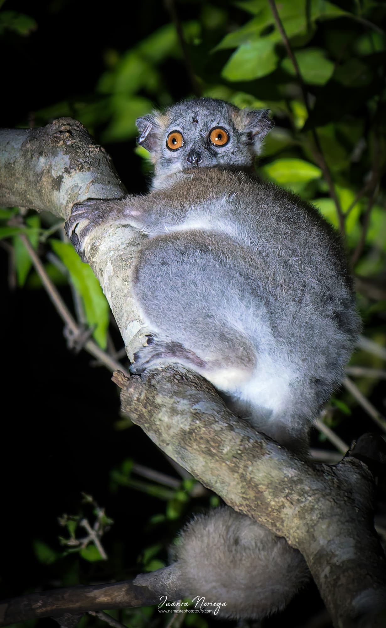 Lemur en Madagascar