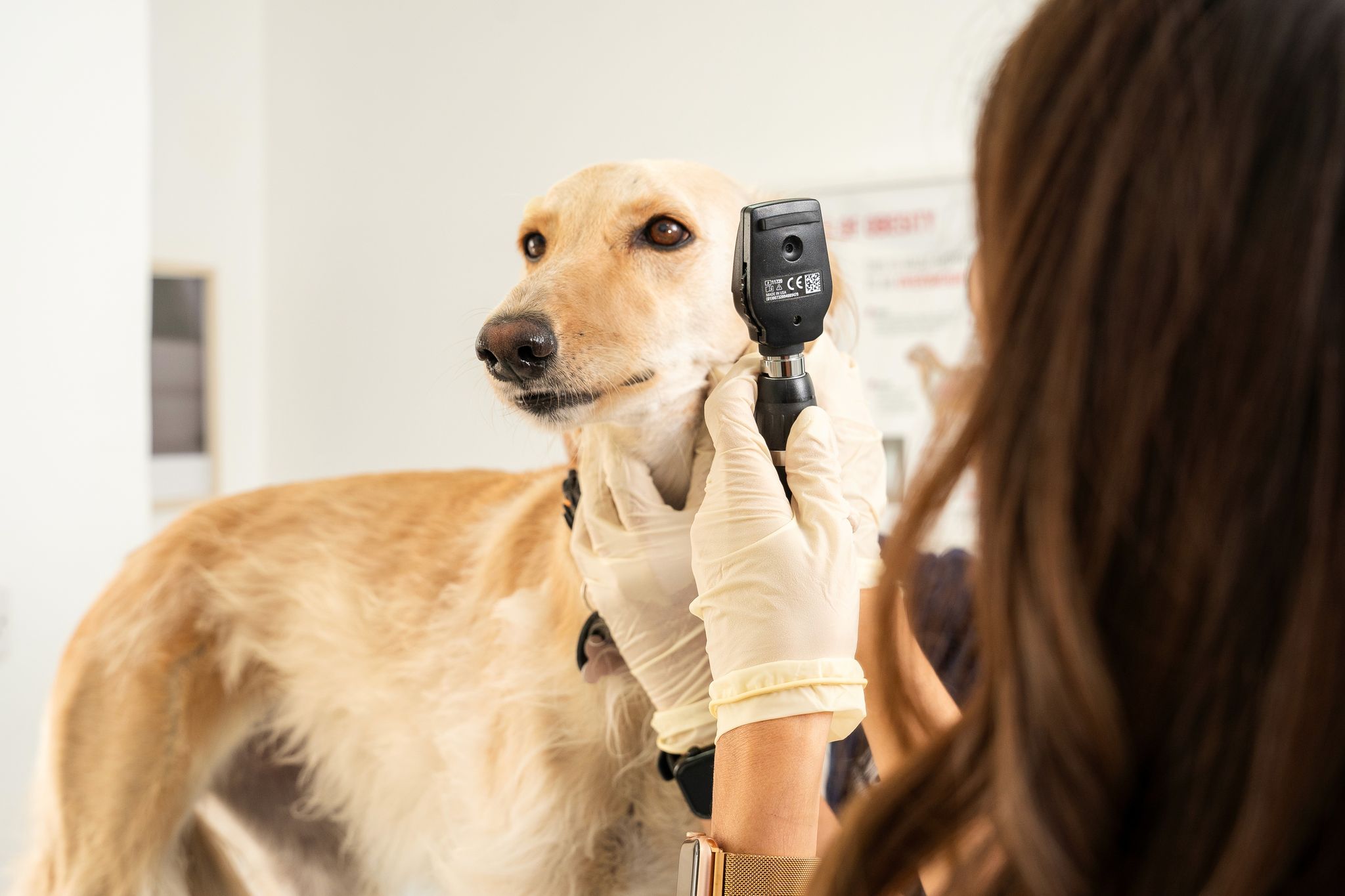 A veterinarian is using a tool to check a dog's eyes.