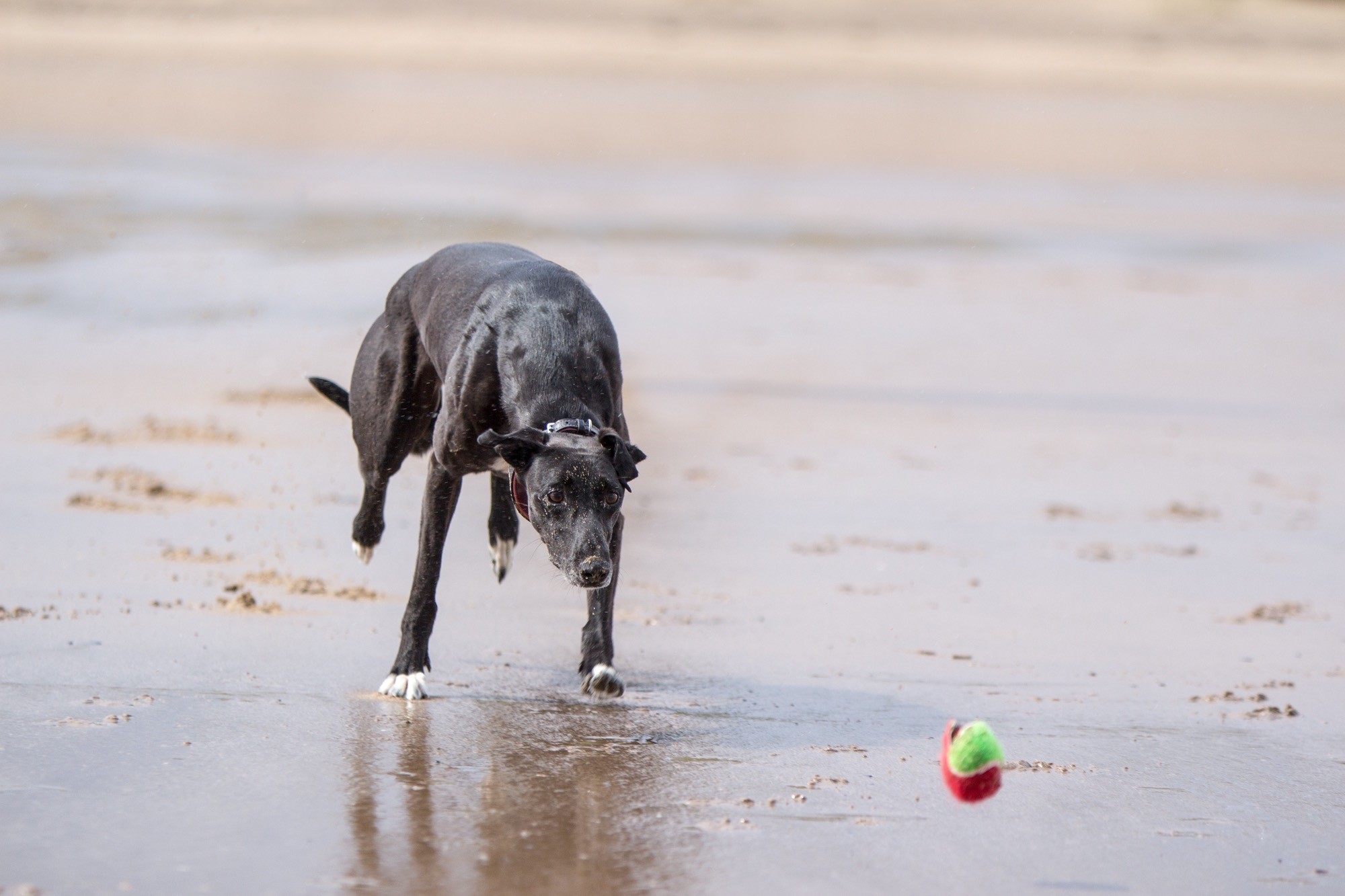 Action shot of a black greyhound chasing a ball on the beach