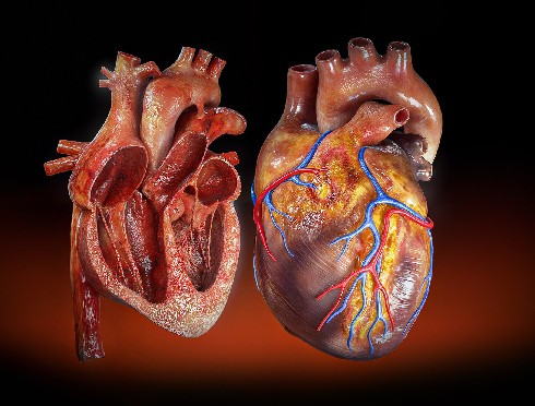 3D medical illustration of a human heart, featuring detailed cardiology anatomy, heart structures, blood vessels, and chambers for educational, medical, and visualization purposes