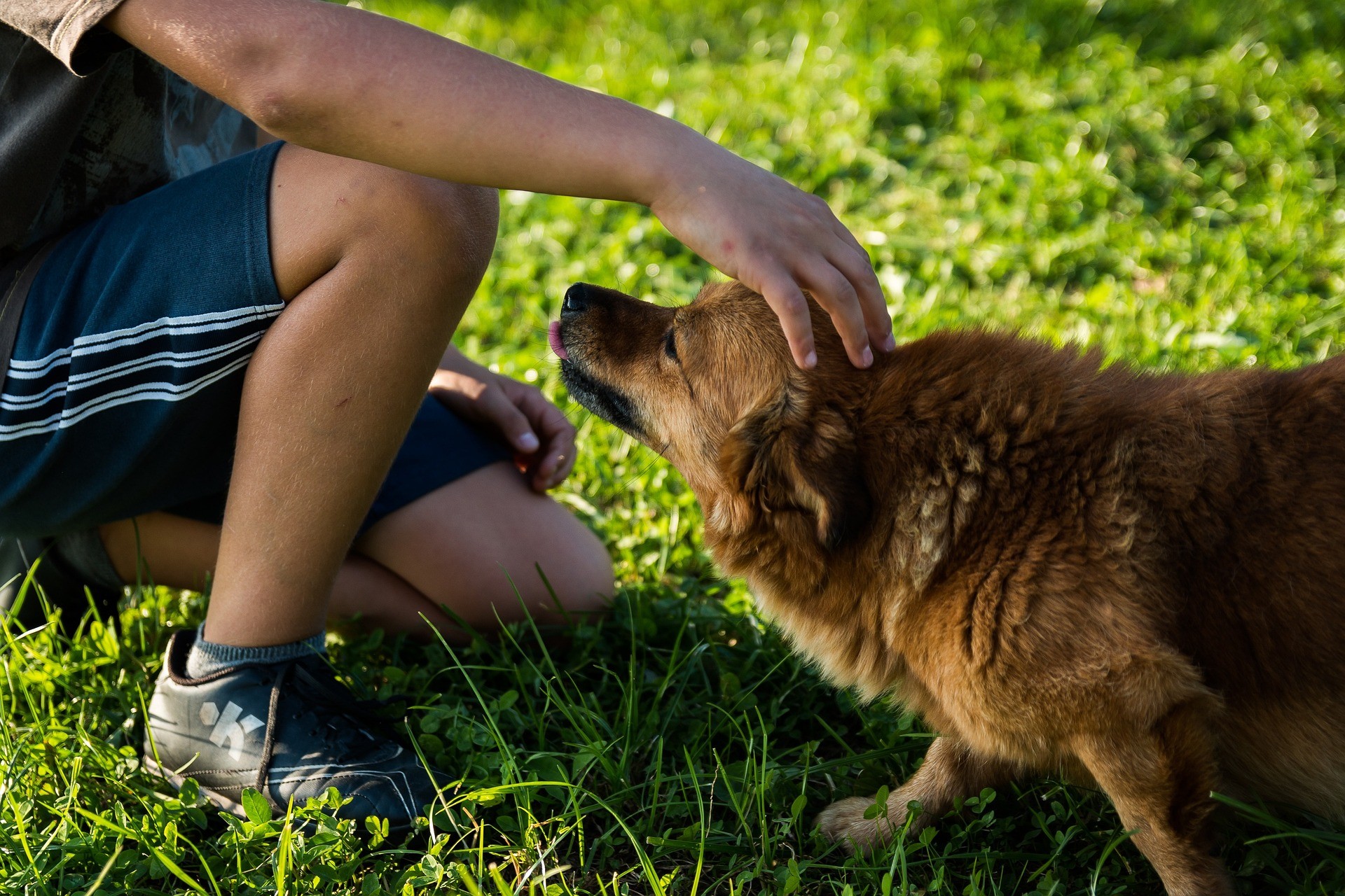 What’s in The Greens Dog Park?