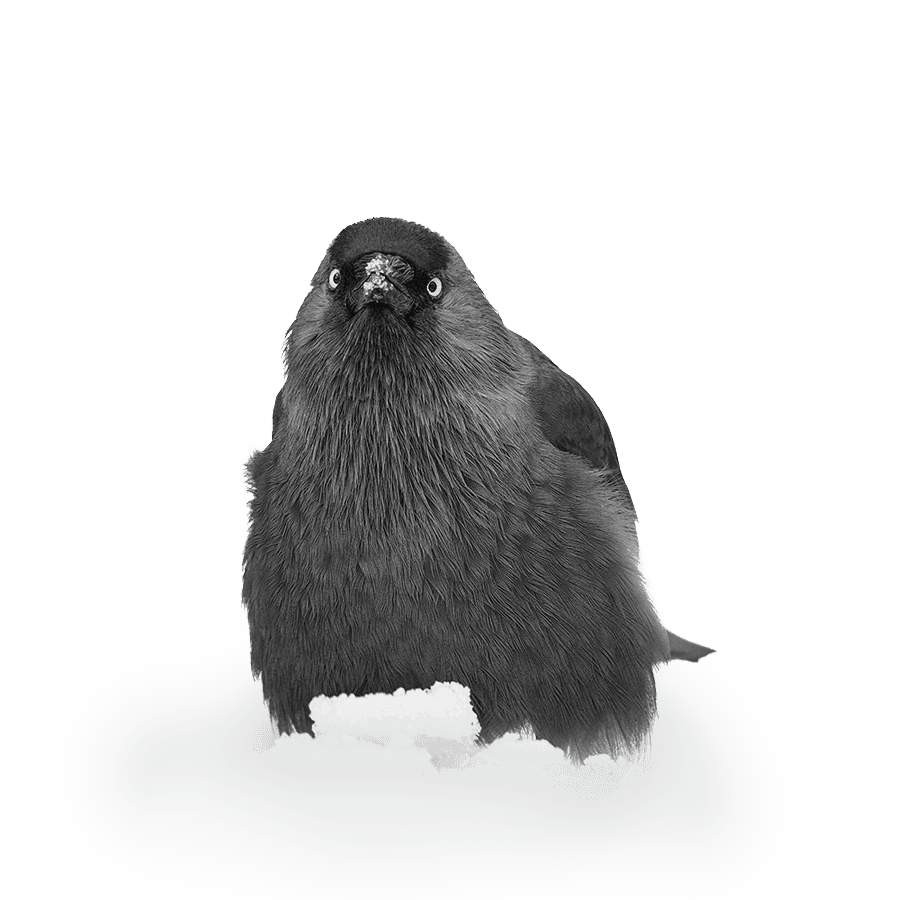 Fluffy jackdaw bird, looking into the lens
