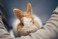 a bunny sitting on an owner's lap