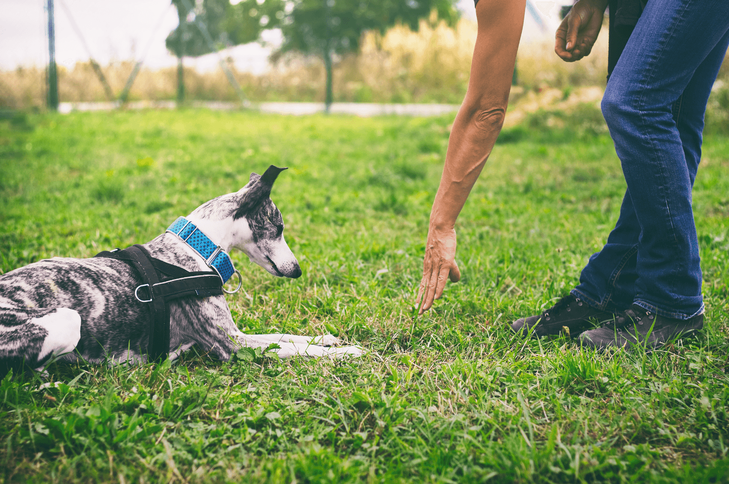 A Pack Leader extends their hand toward a spotted dog during outdoor dog training in Maryland
