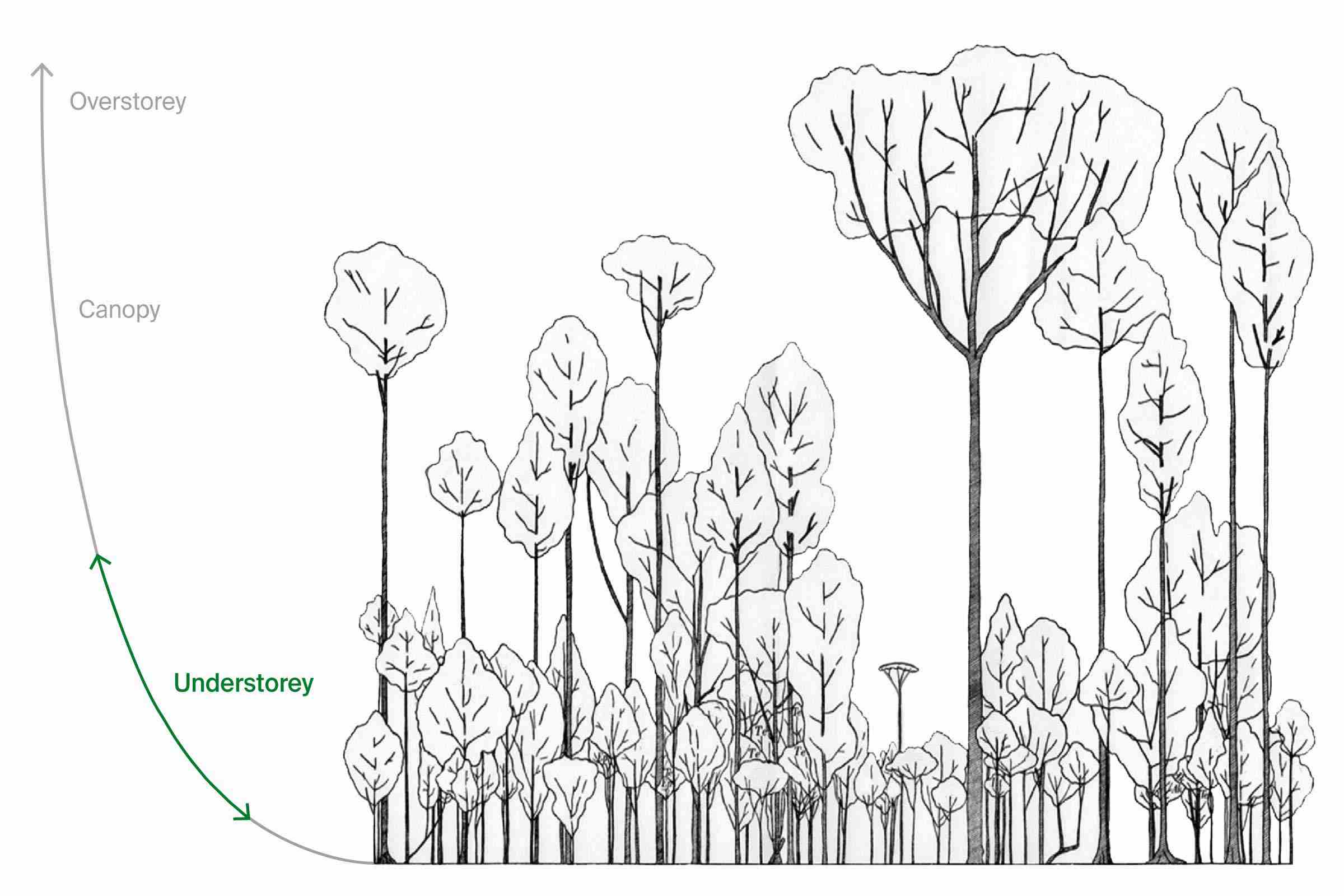 Illustration of the rainforest showing the overstorey, canopy, and understorey.