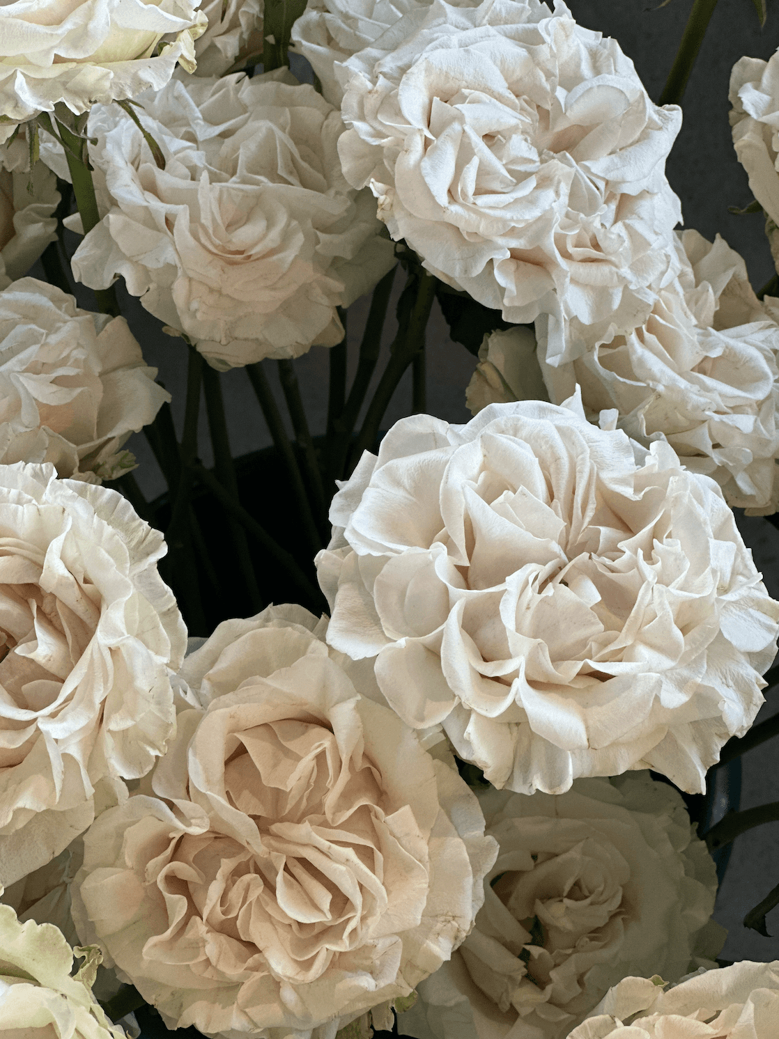 Primer plano de rosas color crema y rosado pálido muy abiertas para decoración de boda romántica.