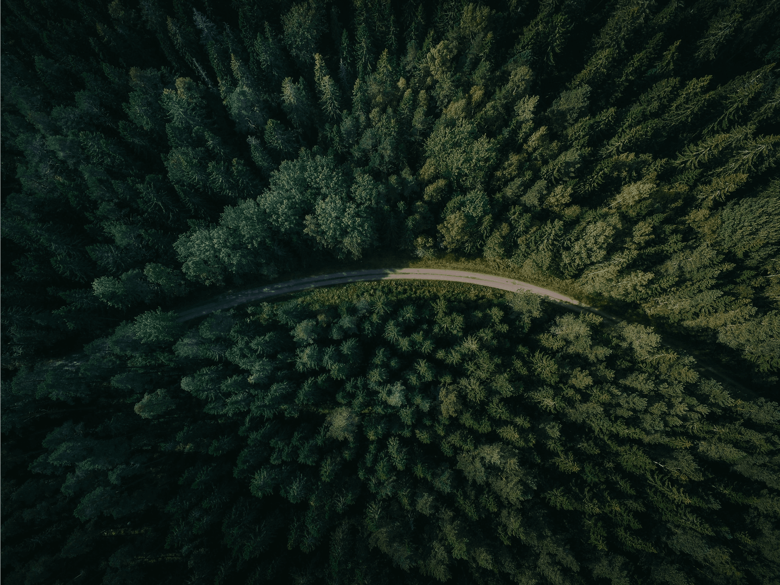 aerial shot of road surrounded by green trees