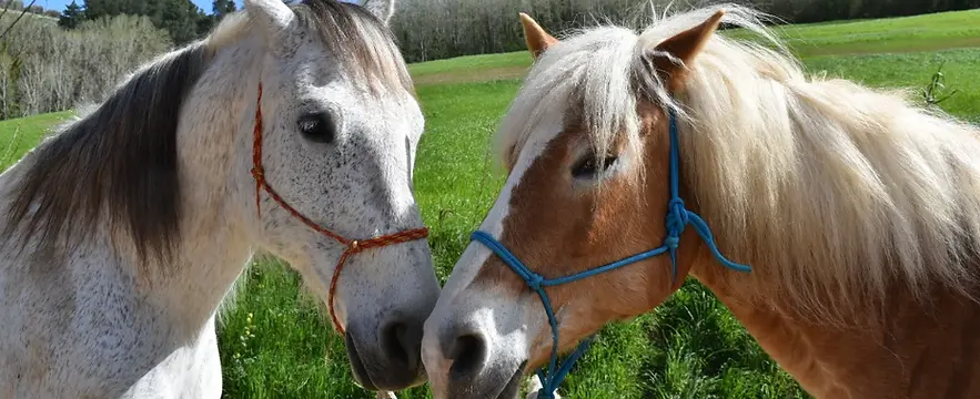 Cavalli per Escursioni a San Miniato