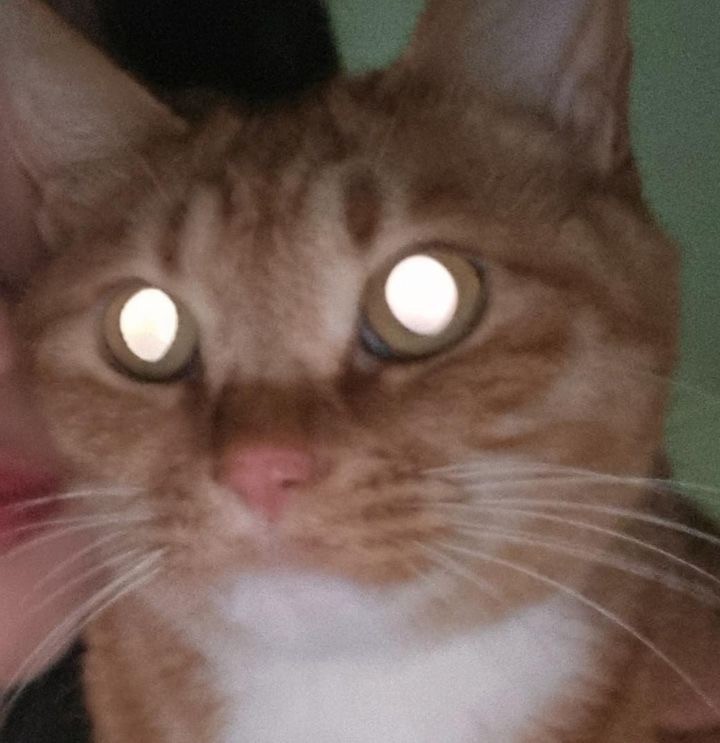 glowing cat eyes, funny cat photo, alien-like cat
