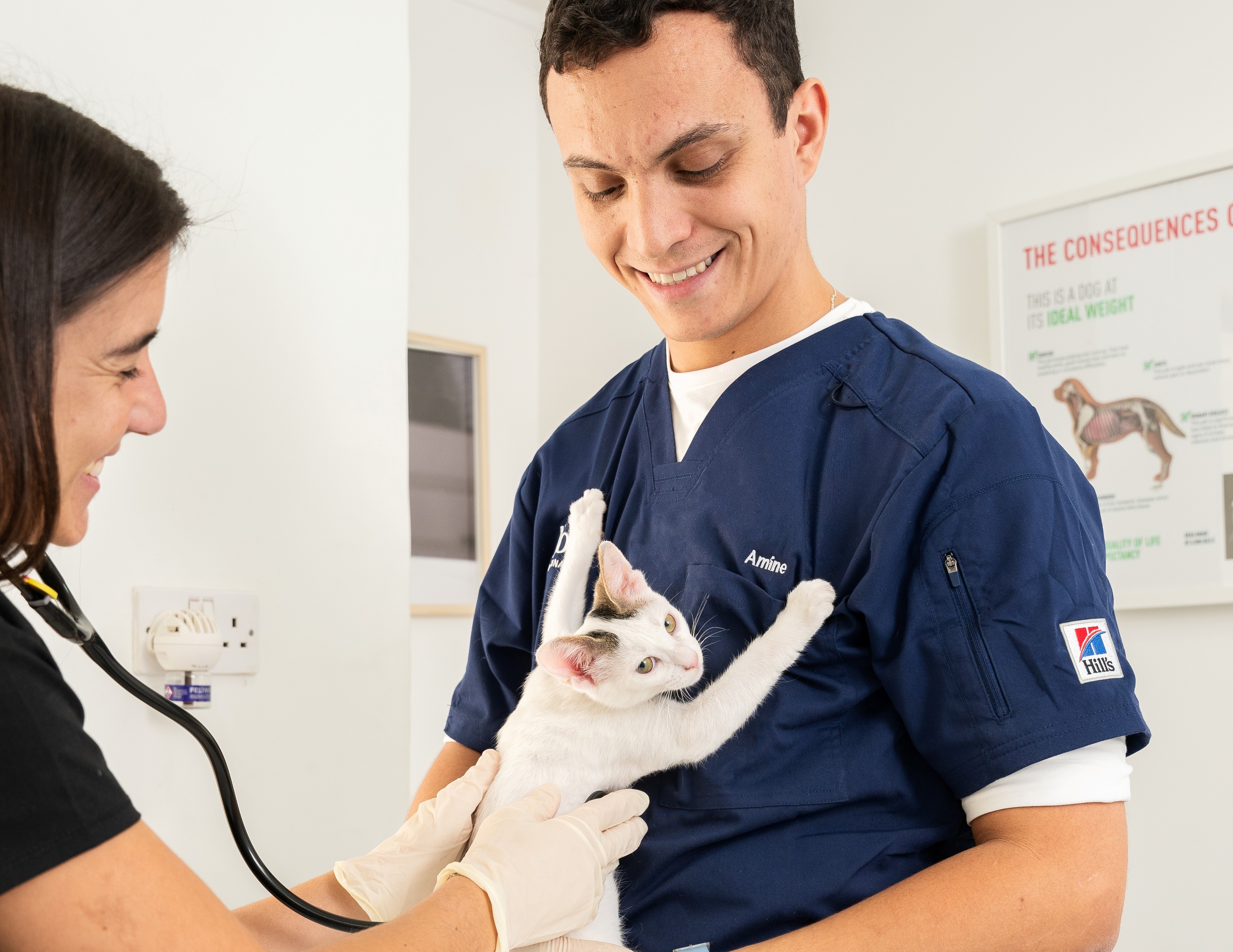 Preparing a Cat for Spaying Surgery