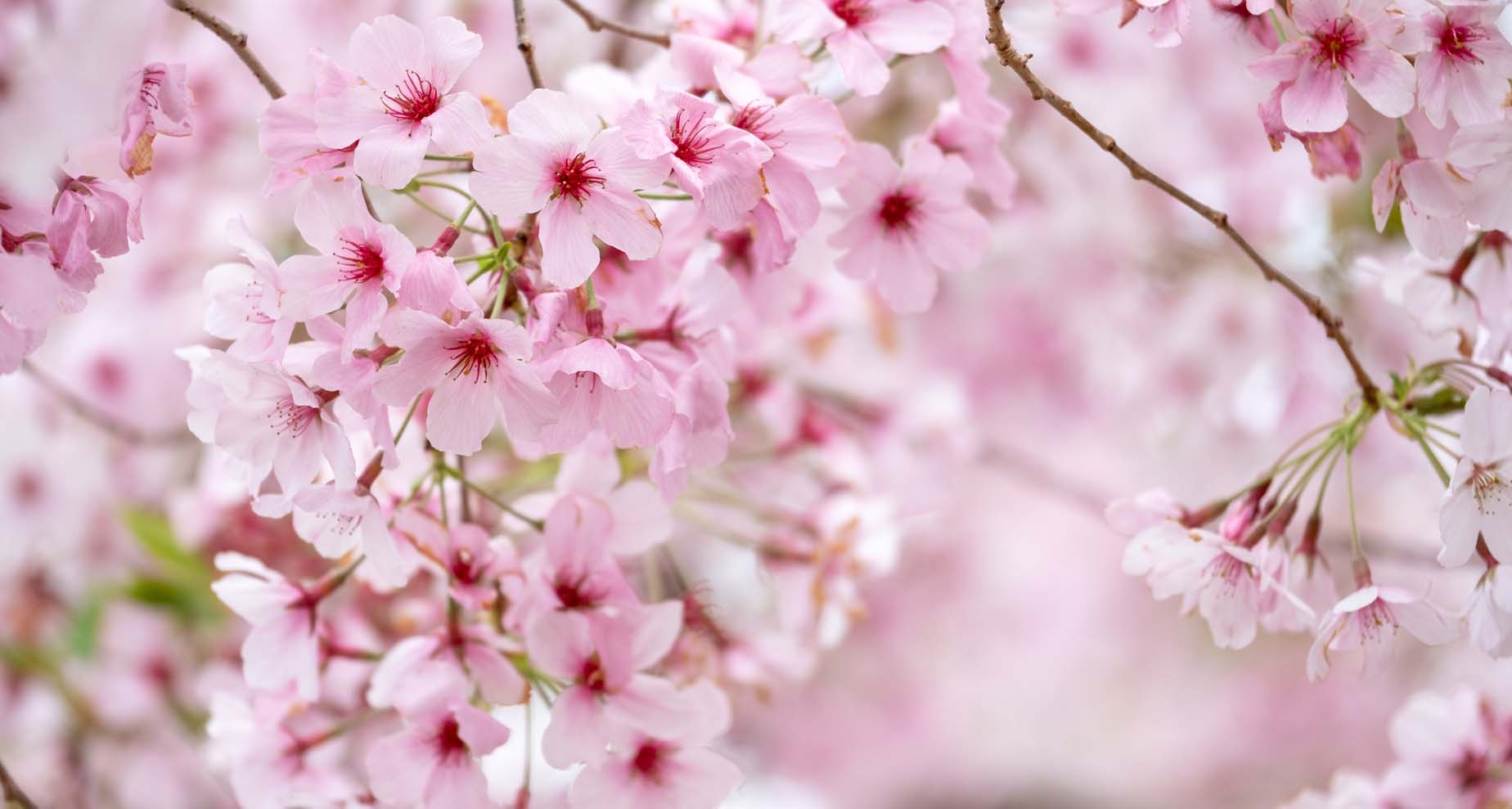 Japan-Canada Research and Policy Network