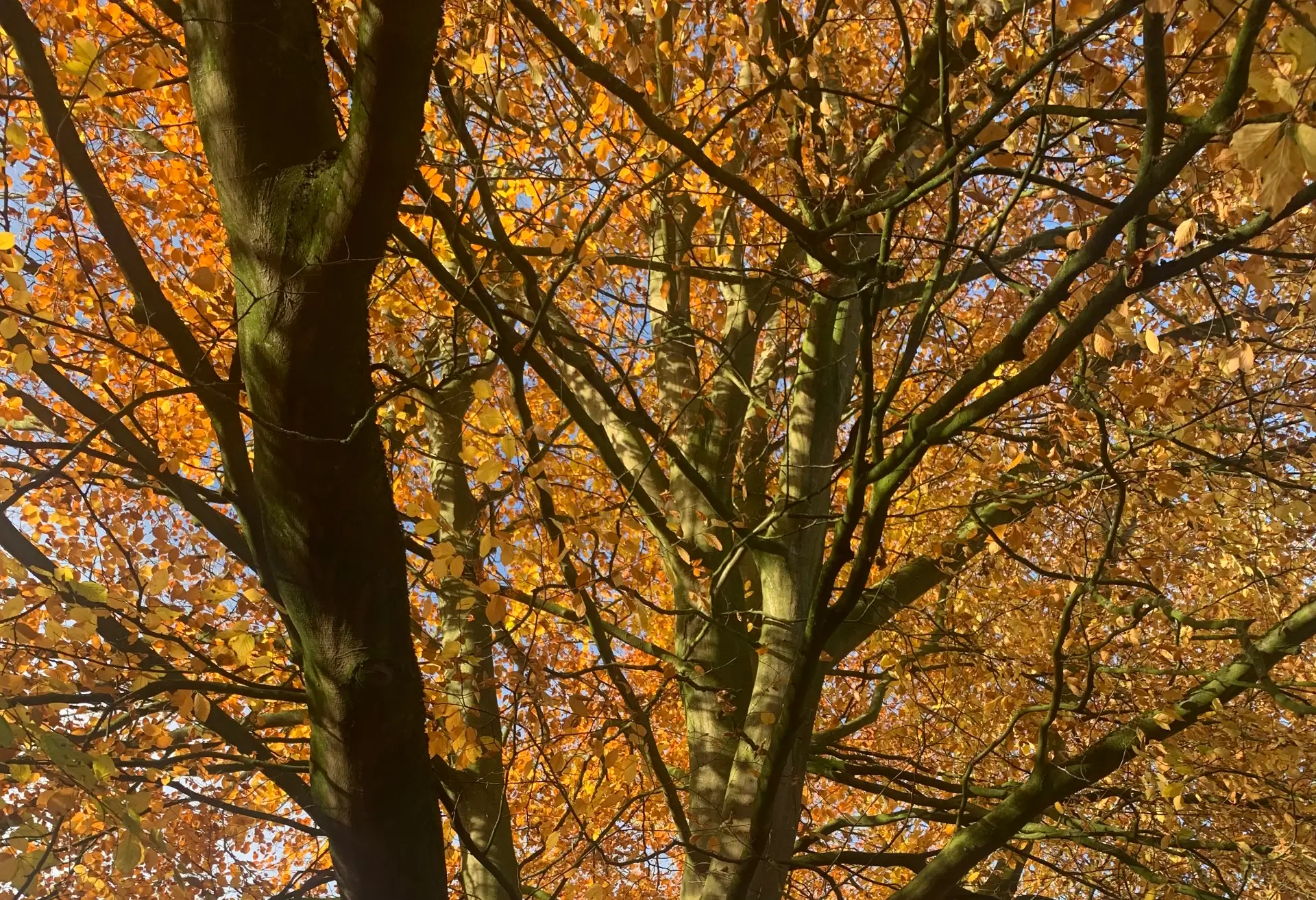 Close-up of tree branches with vibrant orange leaves against a blurred background.