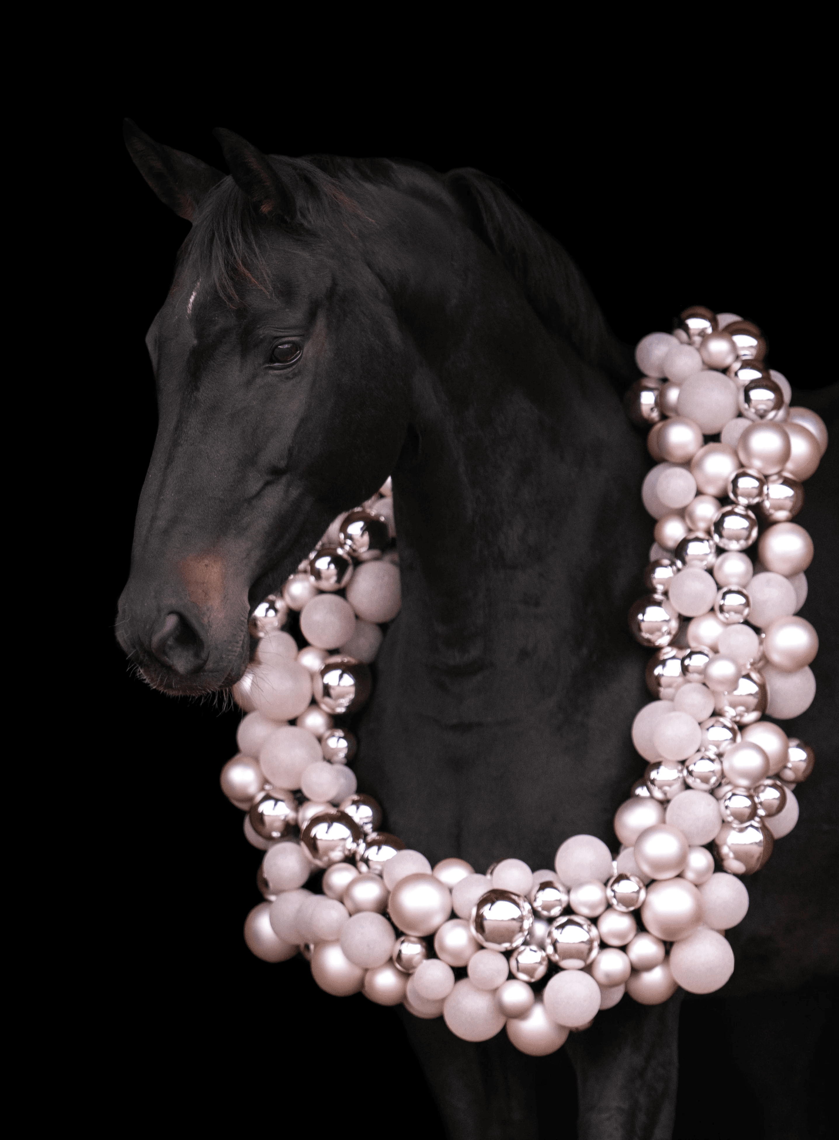 Header anne roos paardenfotograaf