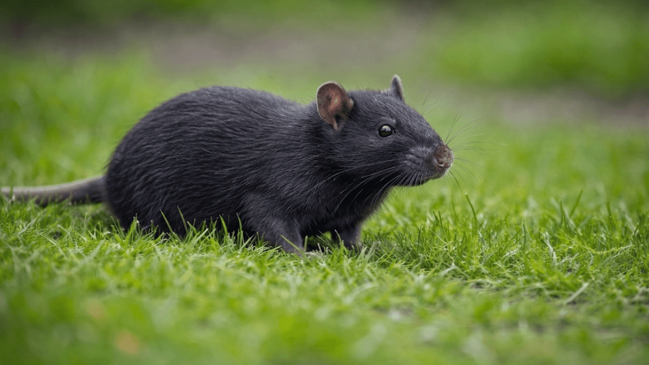 Rat noir dans l'herbe verte