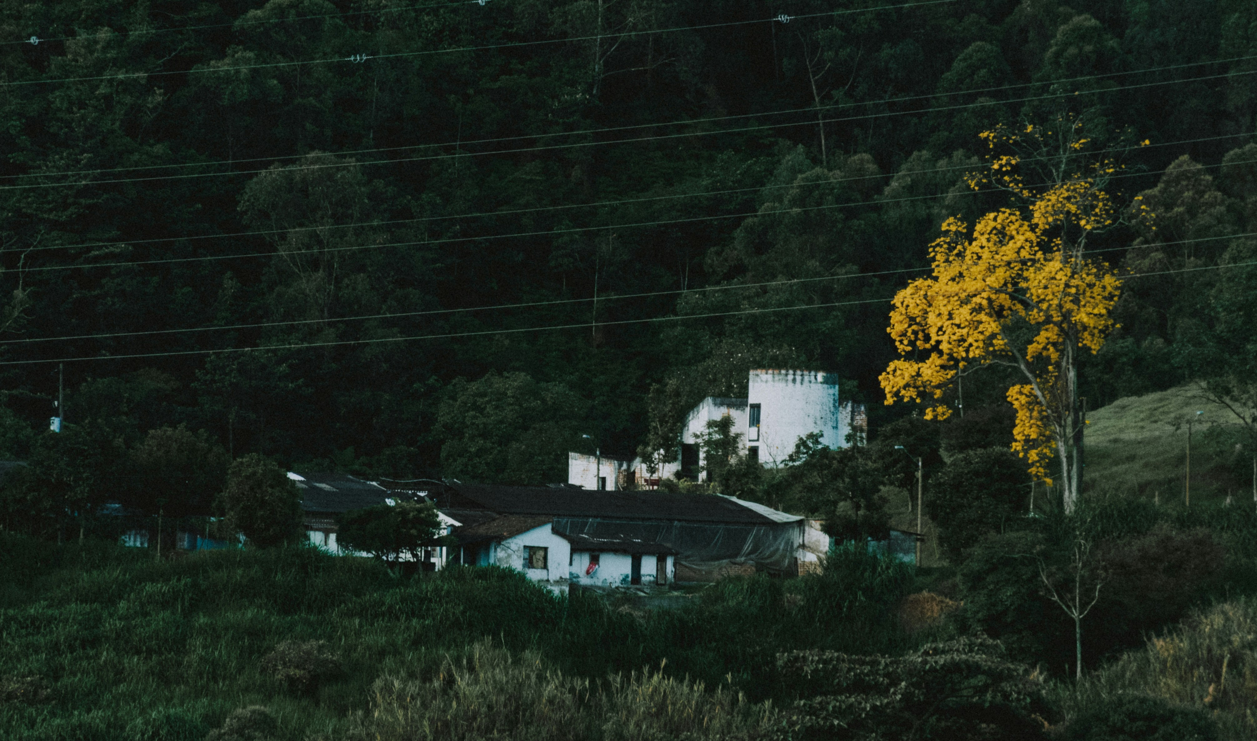 trees beside house during daytime