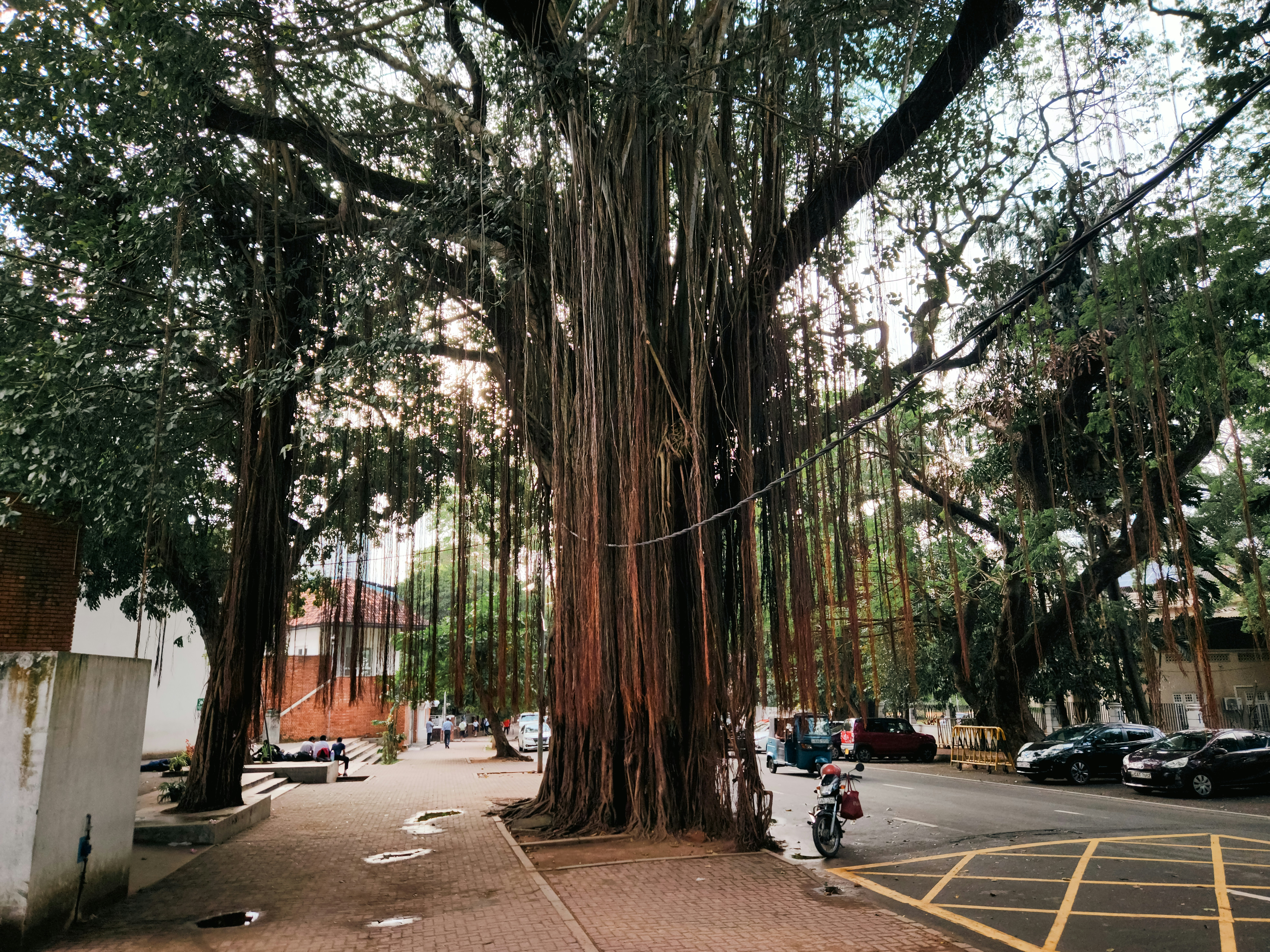 A large tree sitting in the middle of a parking lot