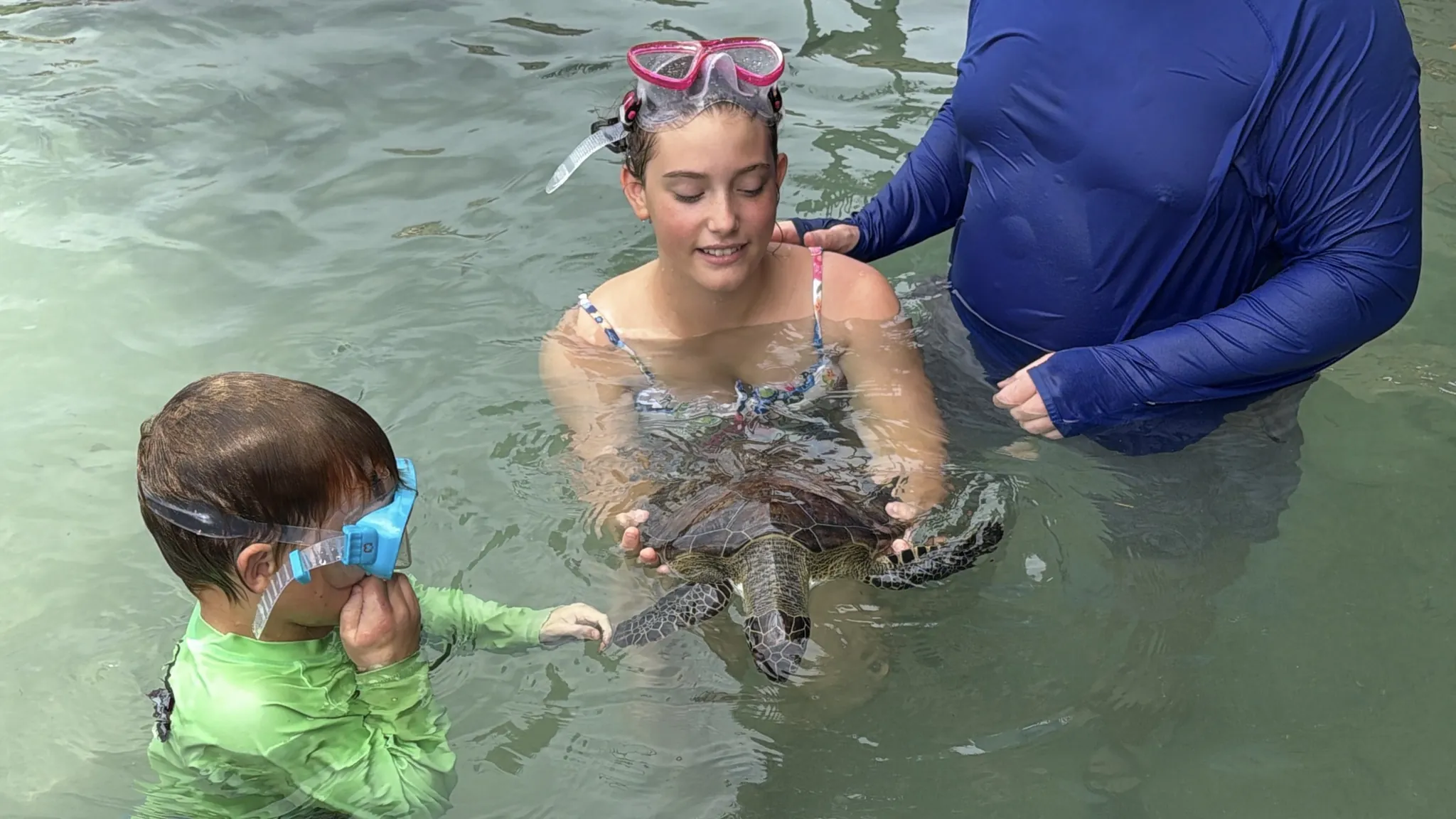 A sea turtle held just under the surface at the turtle rescue in Calabash Bight, Roatán