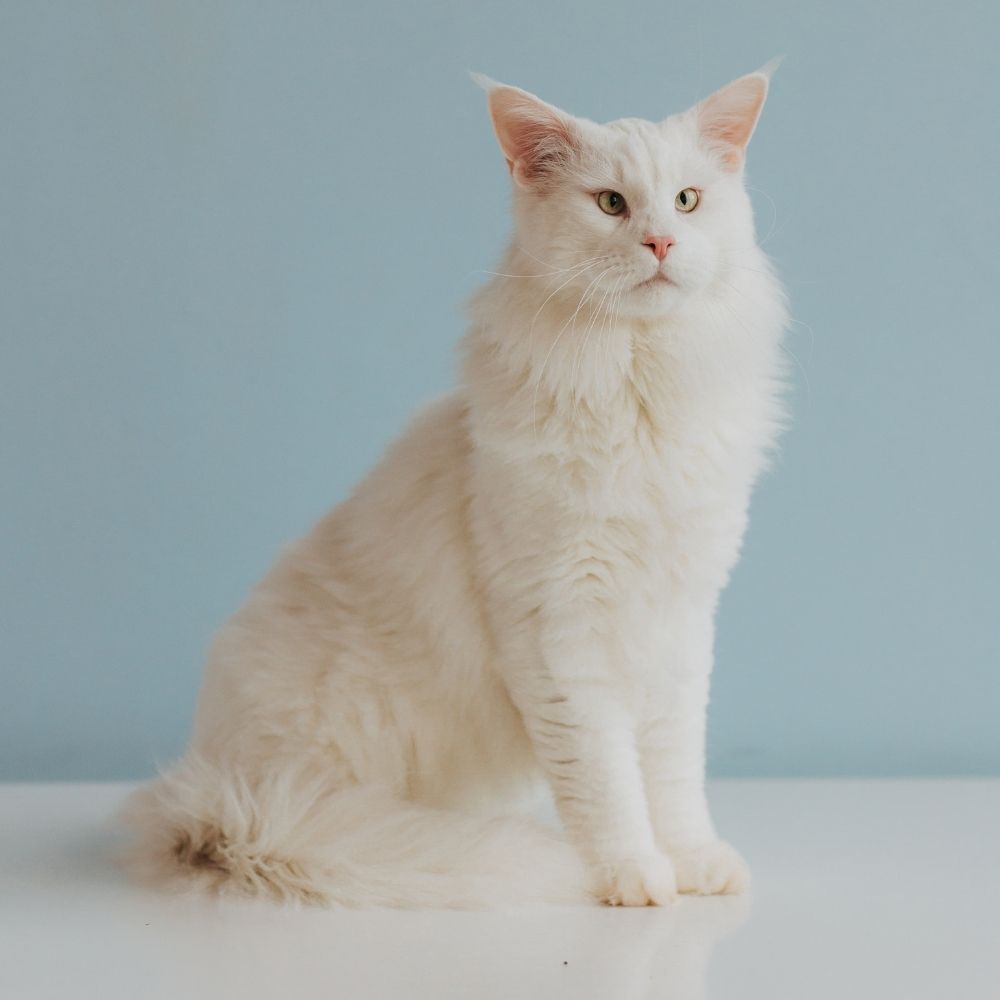 Kaķis tiek apbalvots pēc veterinārās apskates mājās