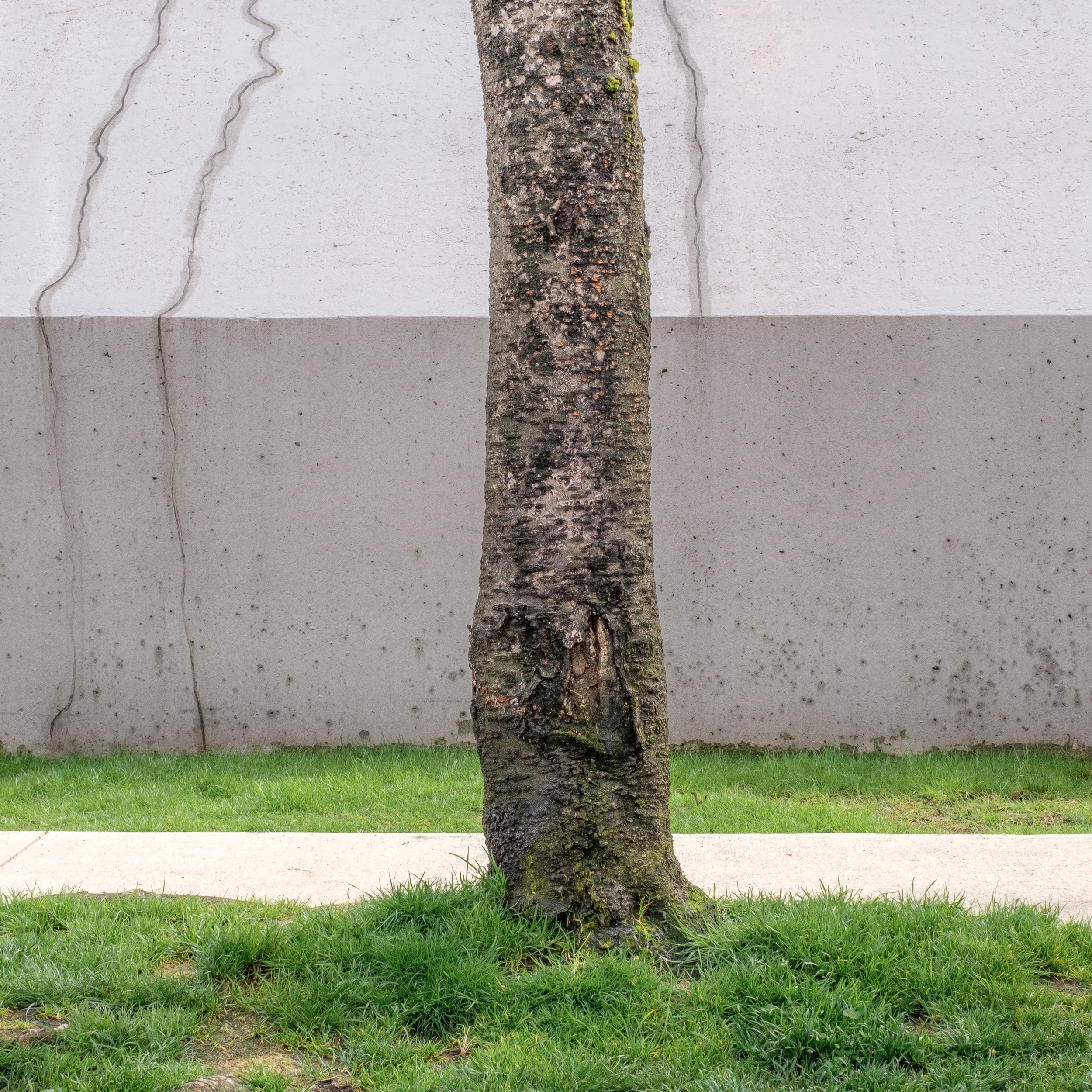 A close-up of a tree trunk with textured bark, set against a plain gray wall and green grass below.