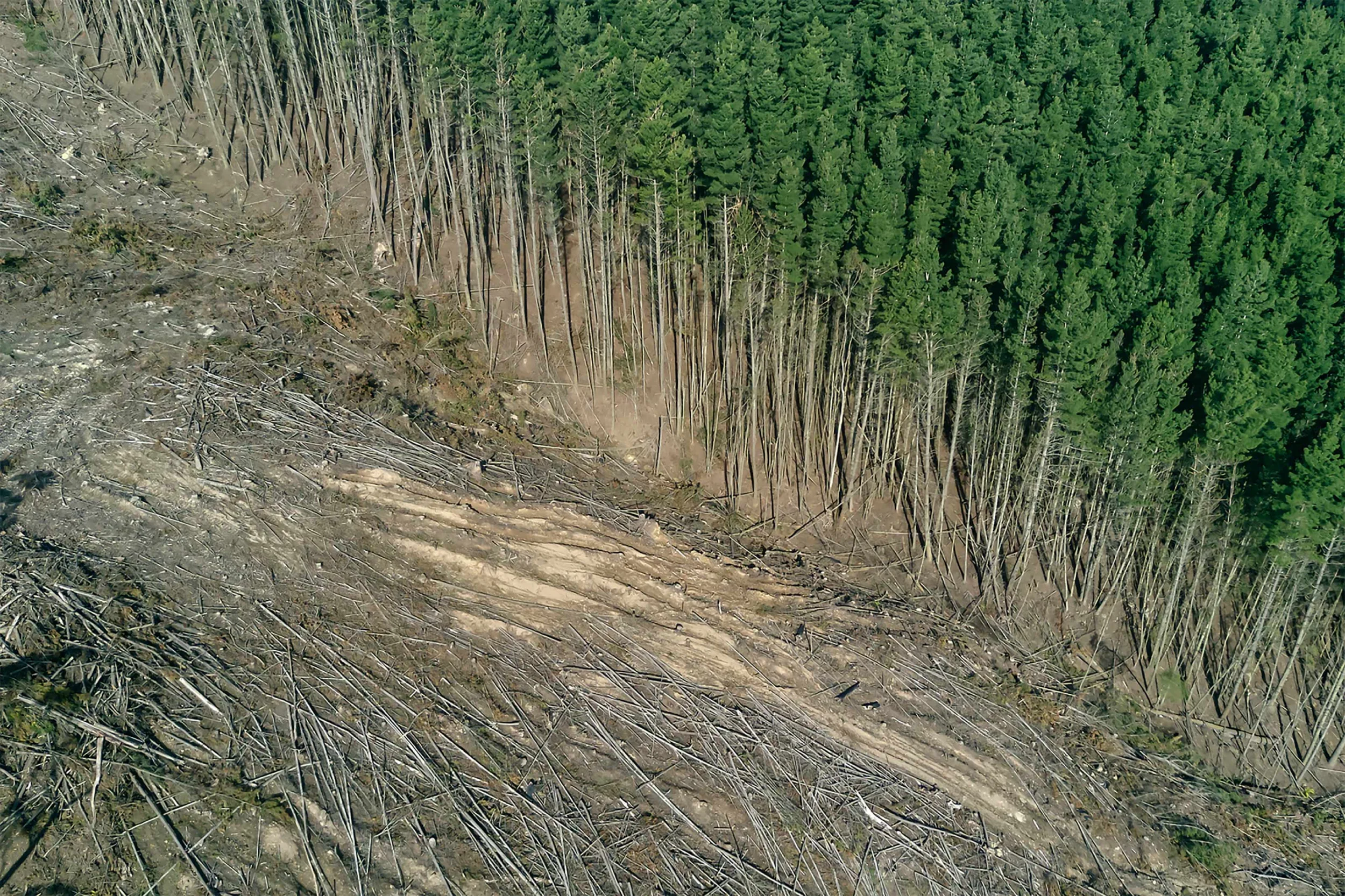 A clearing made in the middle of a forest with several shorn trees lying on the ground.