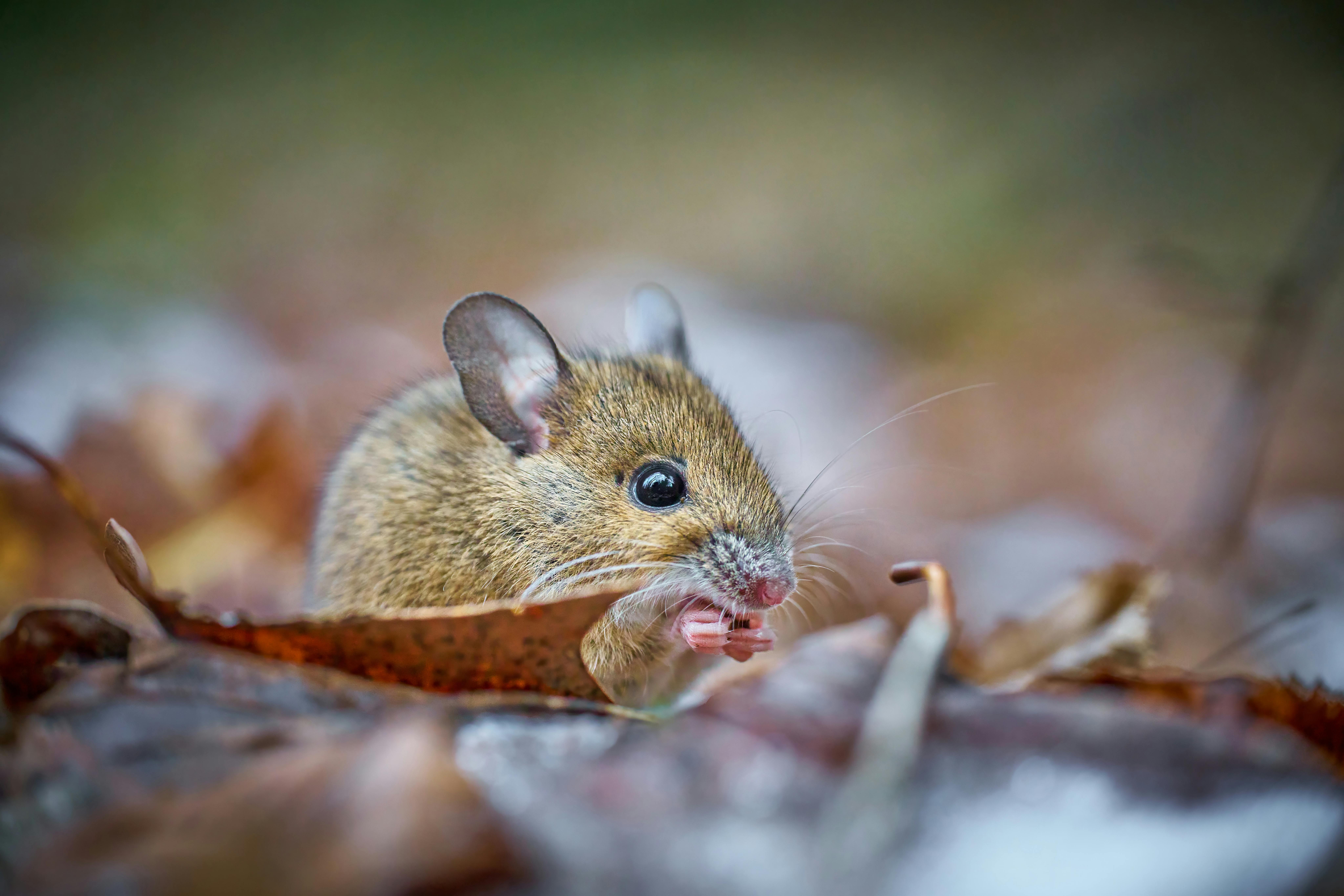 a-cute-mouse-foraging-among-fallen-leaves,-showcasing-nature's-autumn-wonder. - tommes-frites (pexels)