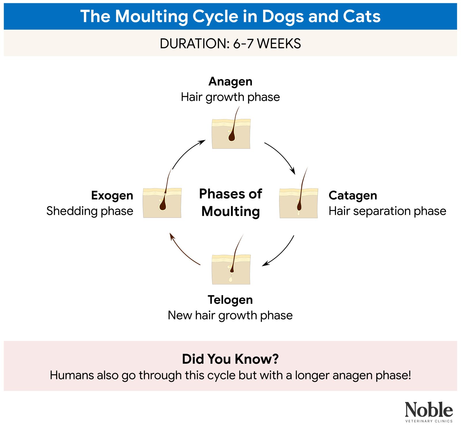An infographic showing the moulting cycle in dogs and cats.