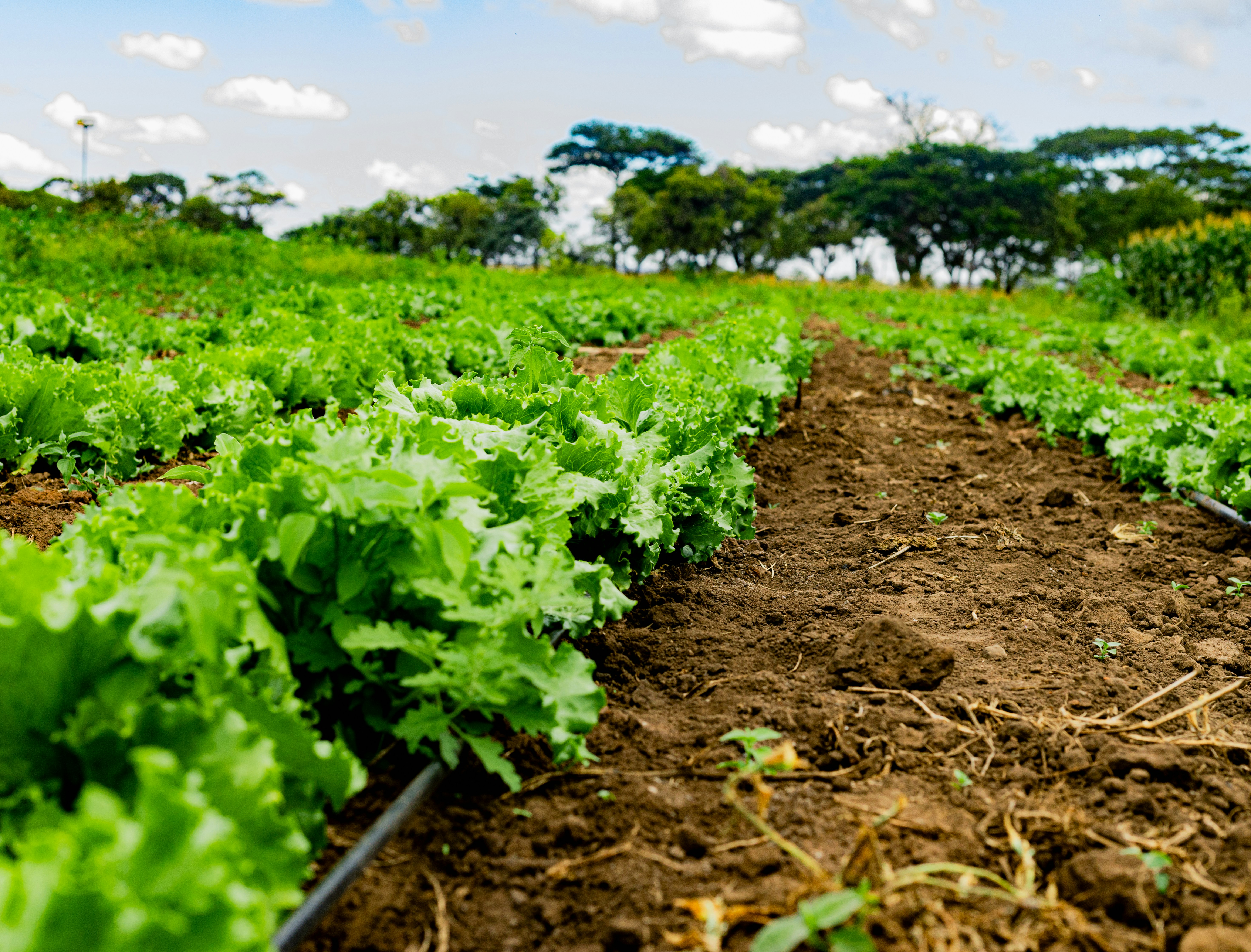 Lettuce grows in rows on a beautiful farm.