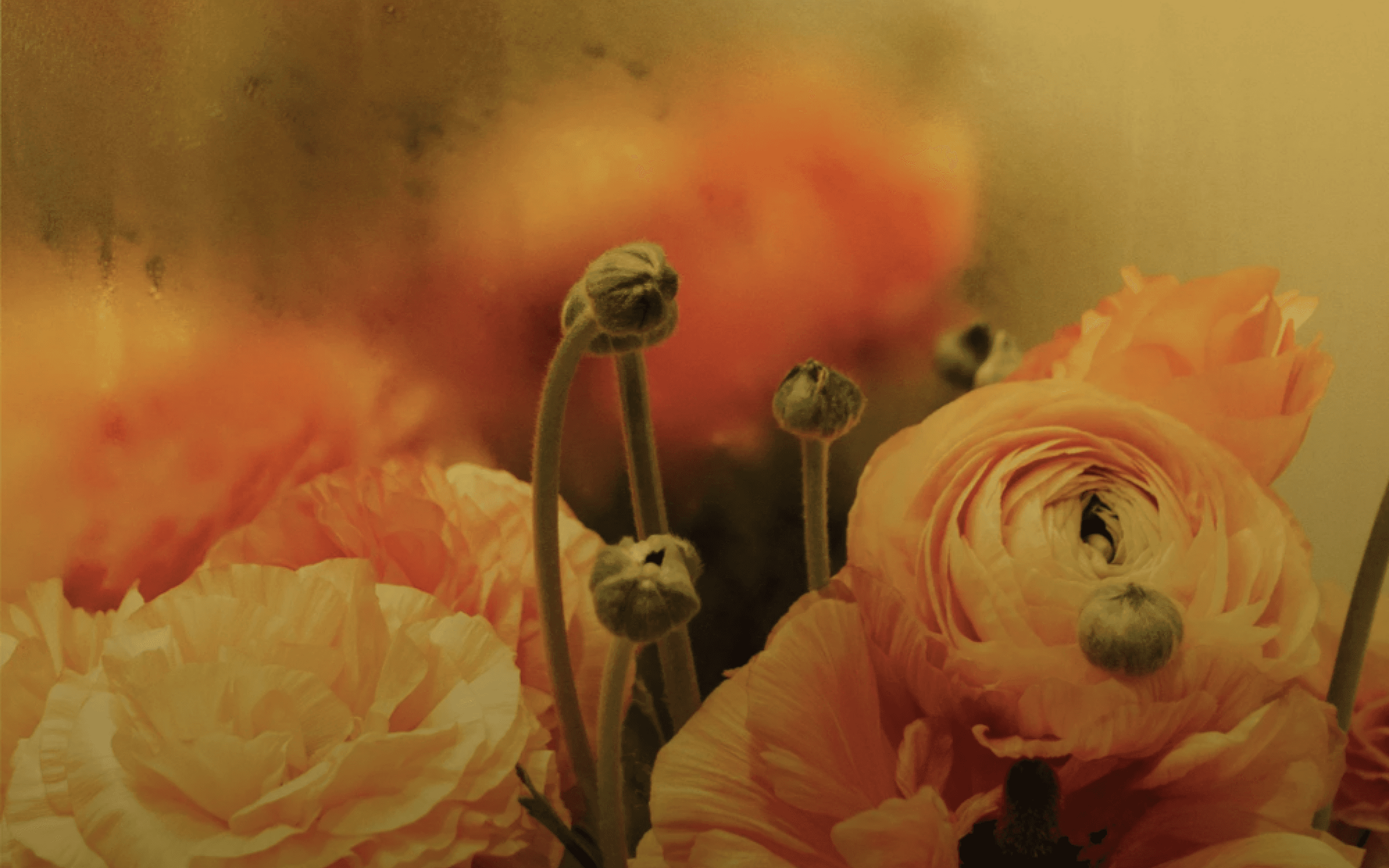 Ranunculus flowers by João Canziani — editorial photography sourced through Confidante's photo research.
