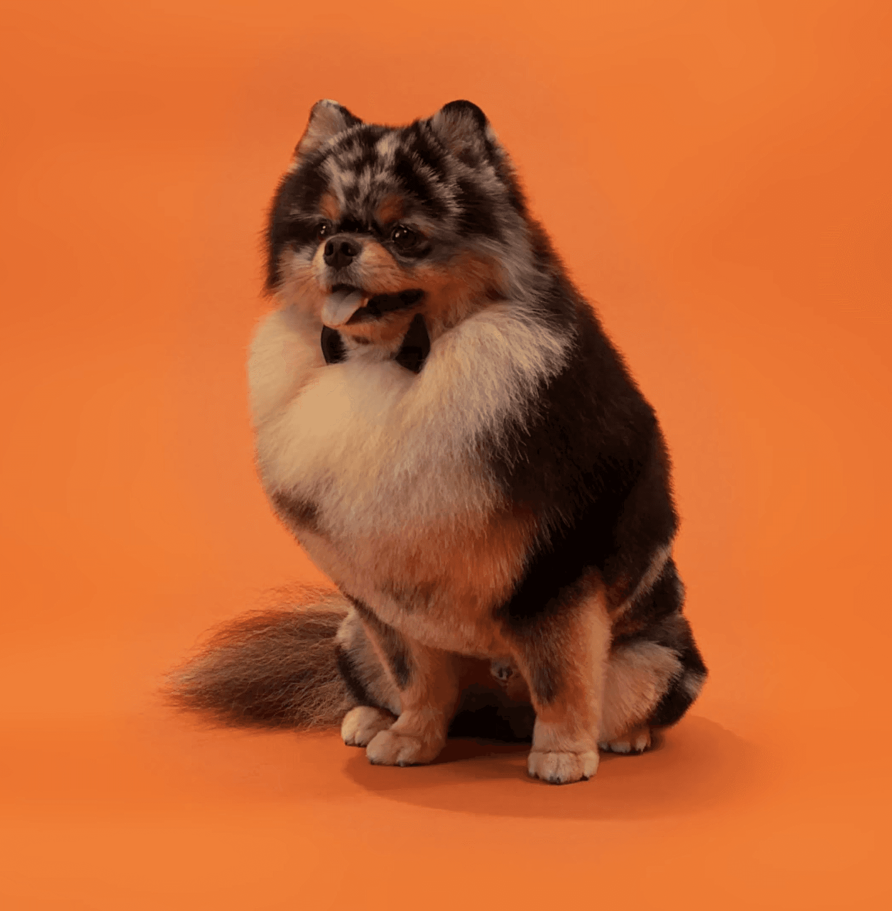 Playful photo of a fluffy dog with expressive face to reflect personality, style, and artistic grooming flair.