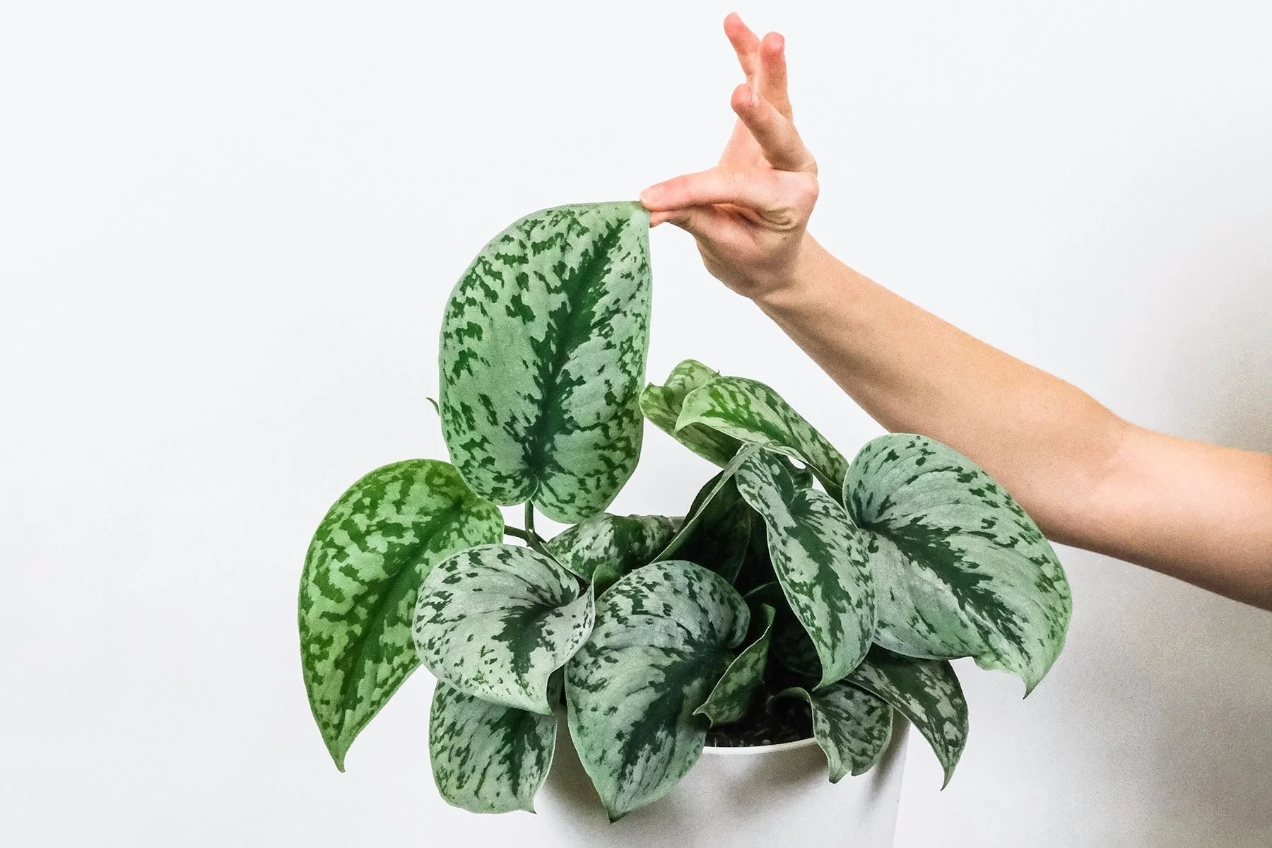 {{Common Name}} houseplant