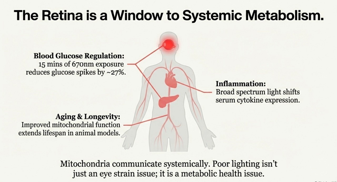 mitochondria health inflammation daibetes blood glucose aging